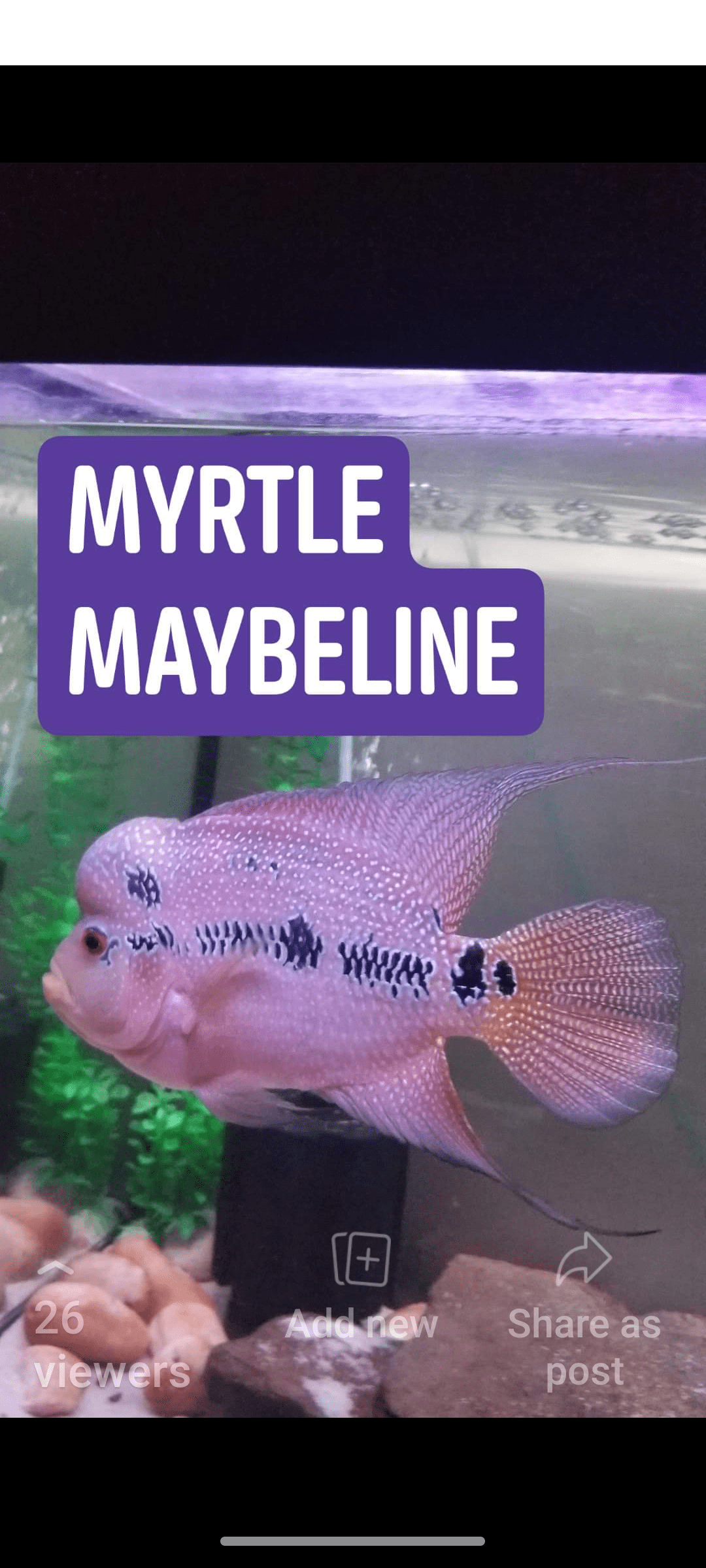 My flowerhorn, whom I got given when. she was less than half of this