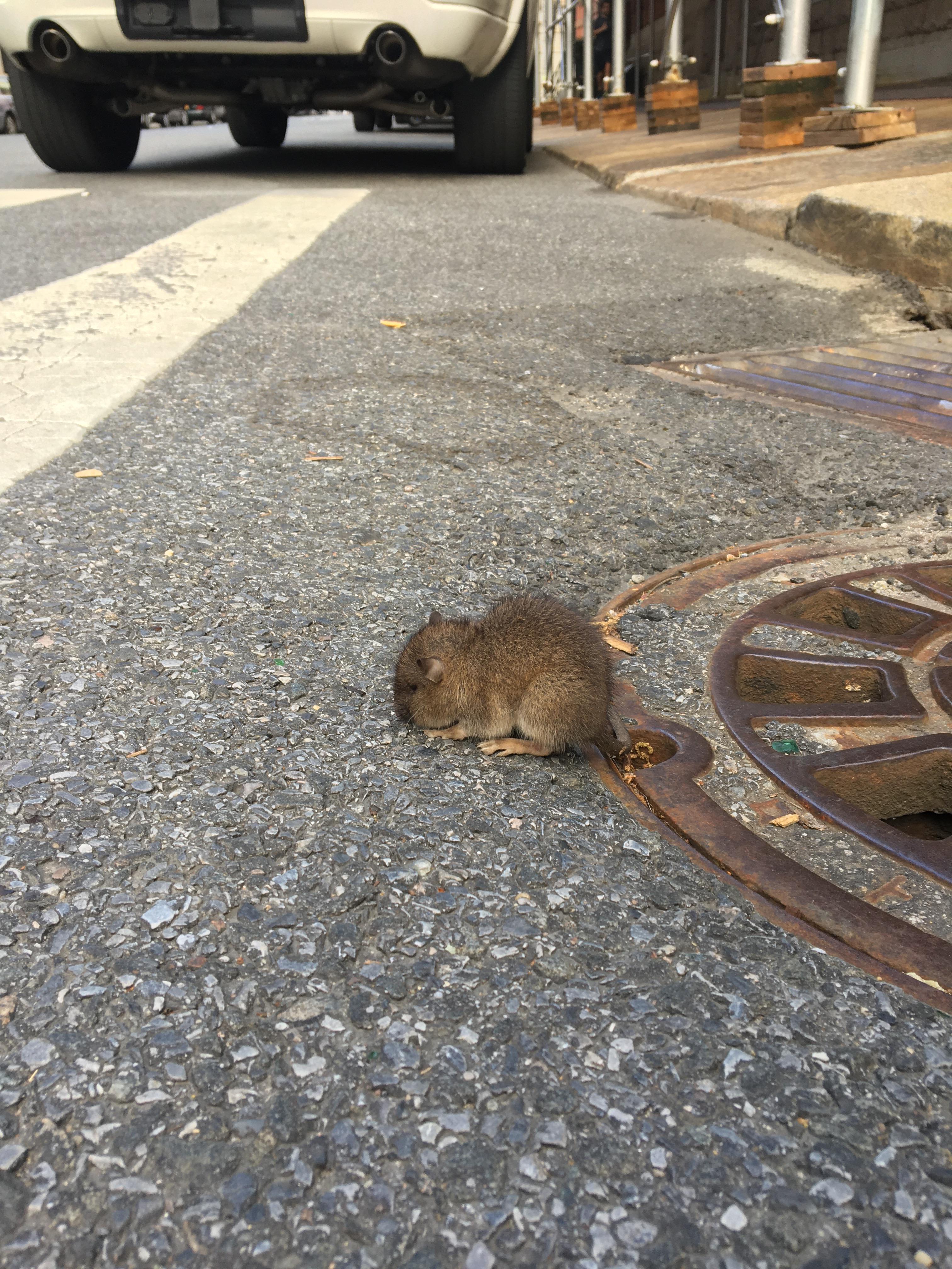 rot / chinchilla? What is this creature? Seen in New York