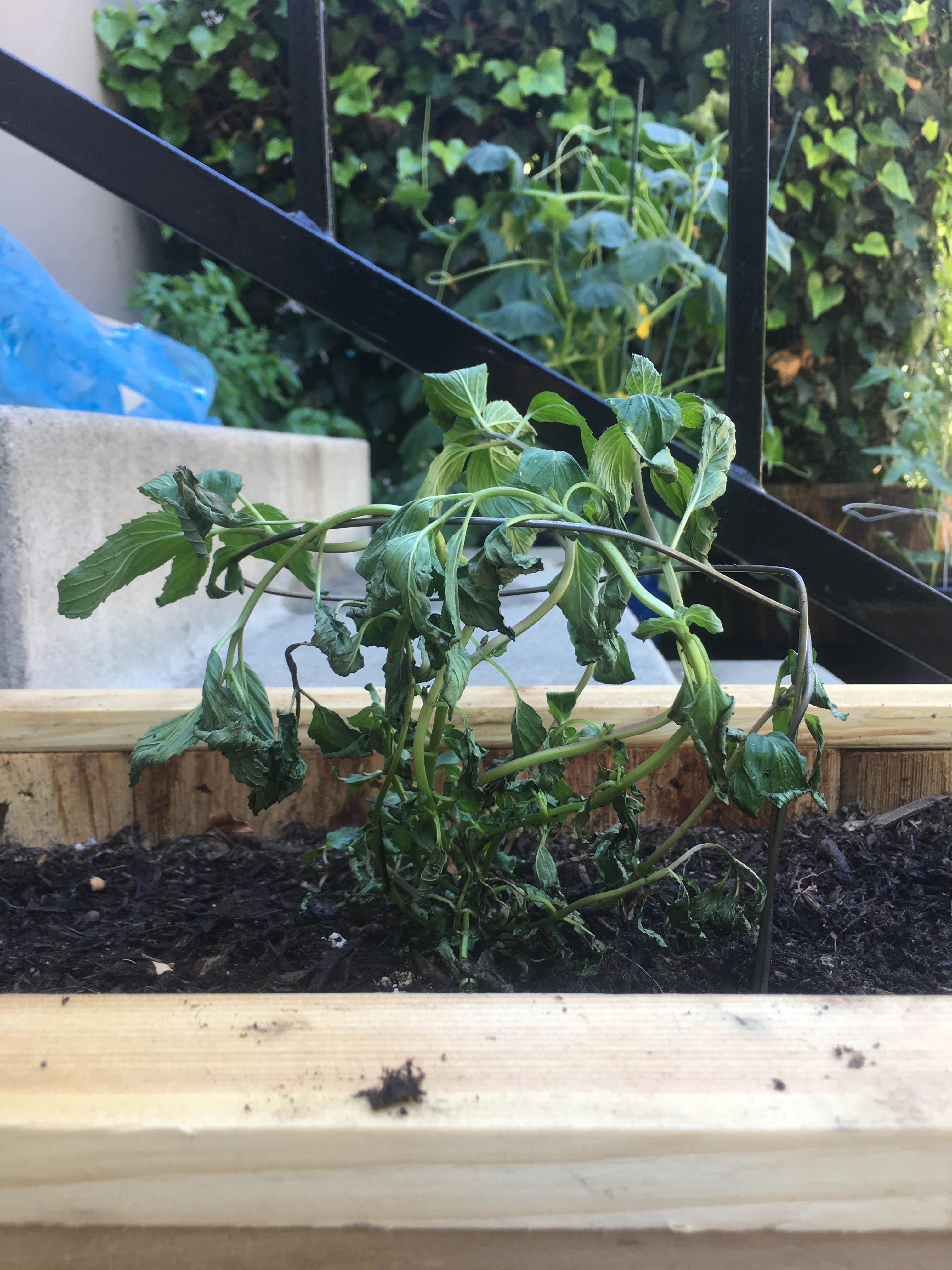 please help ( my mint plant (newly reported) is dying. I think it