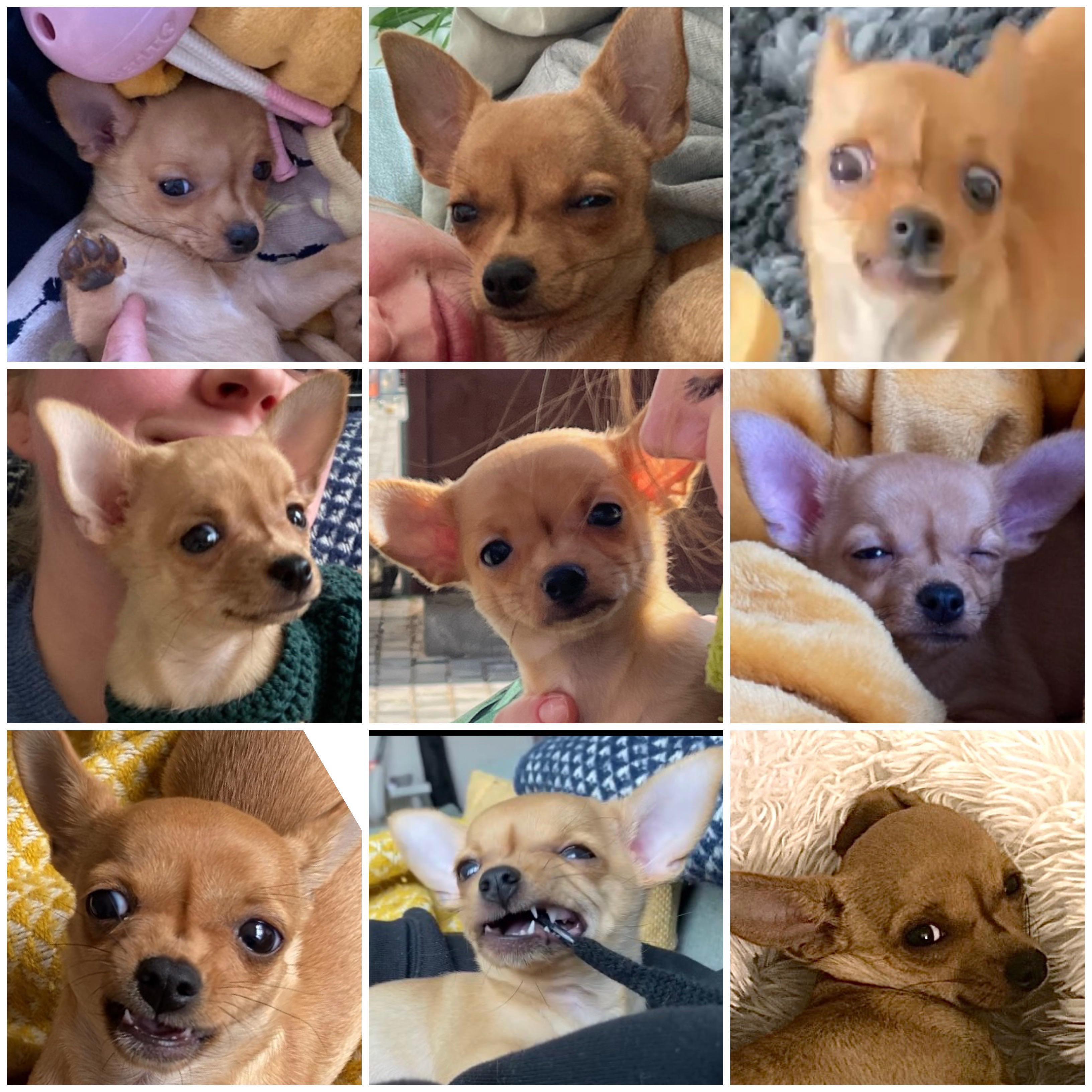 Since you liked the first collage, here’s another! r/Chihuahua
