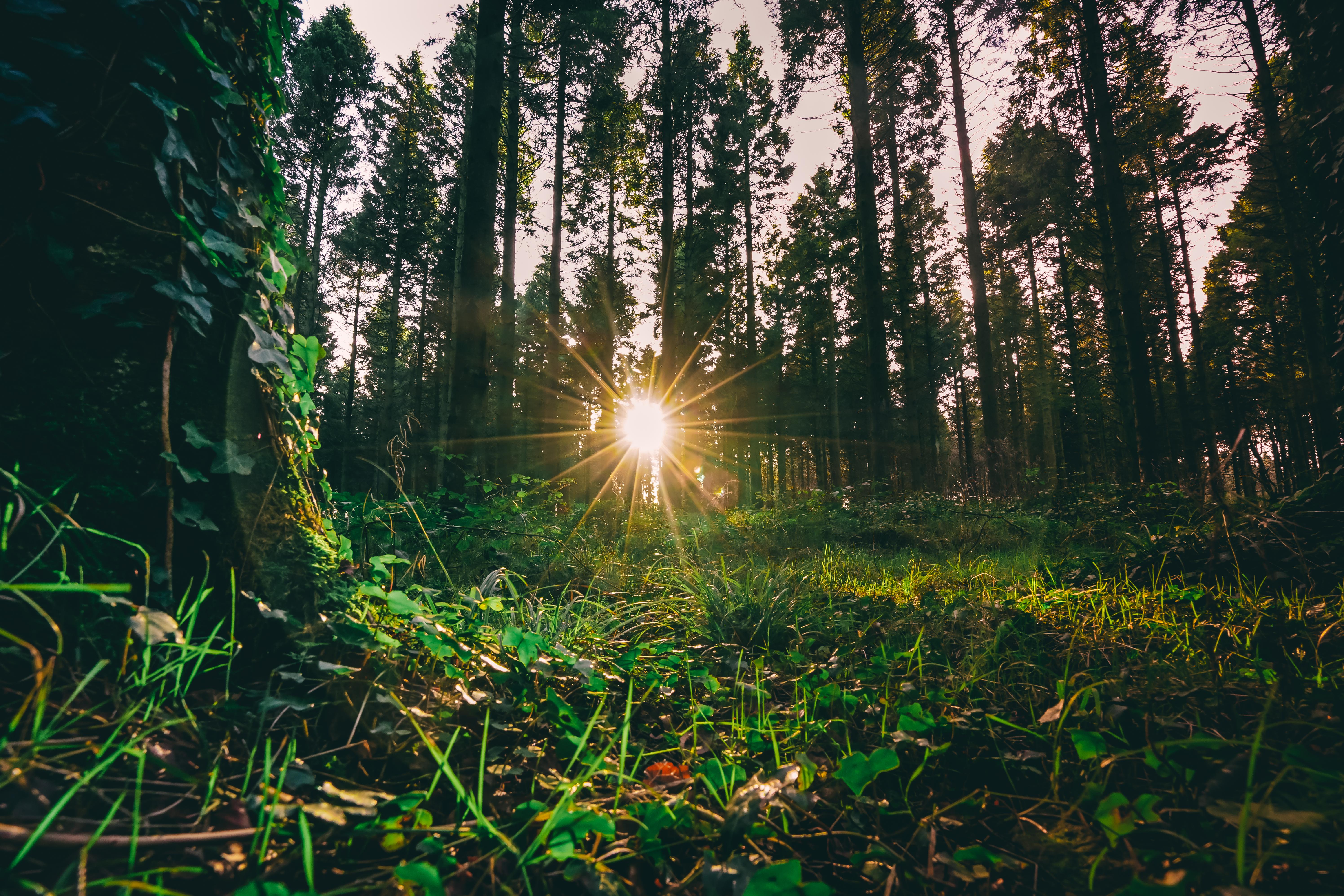 Woodburn Forest, Carrickfergus, Northern Ireland. [5984x3989] (OC) r