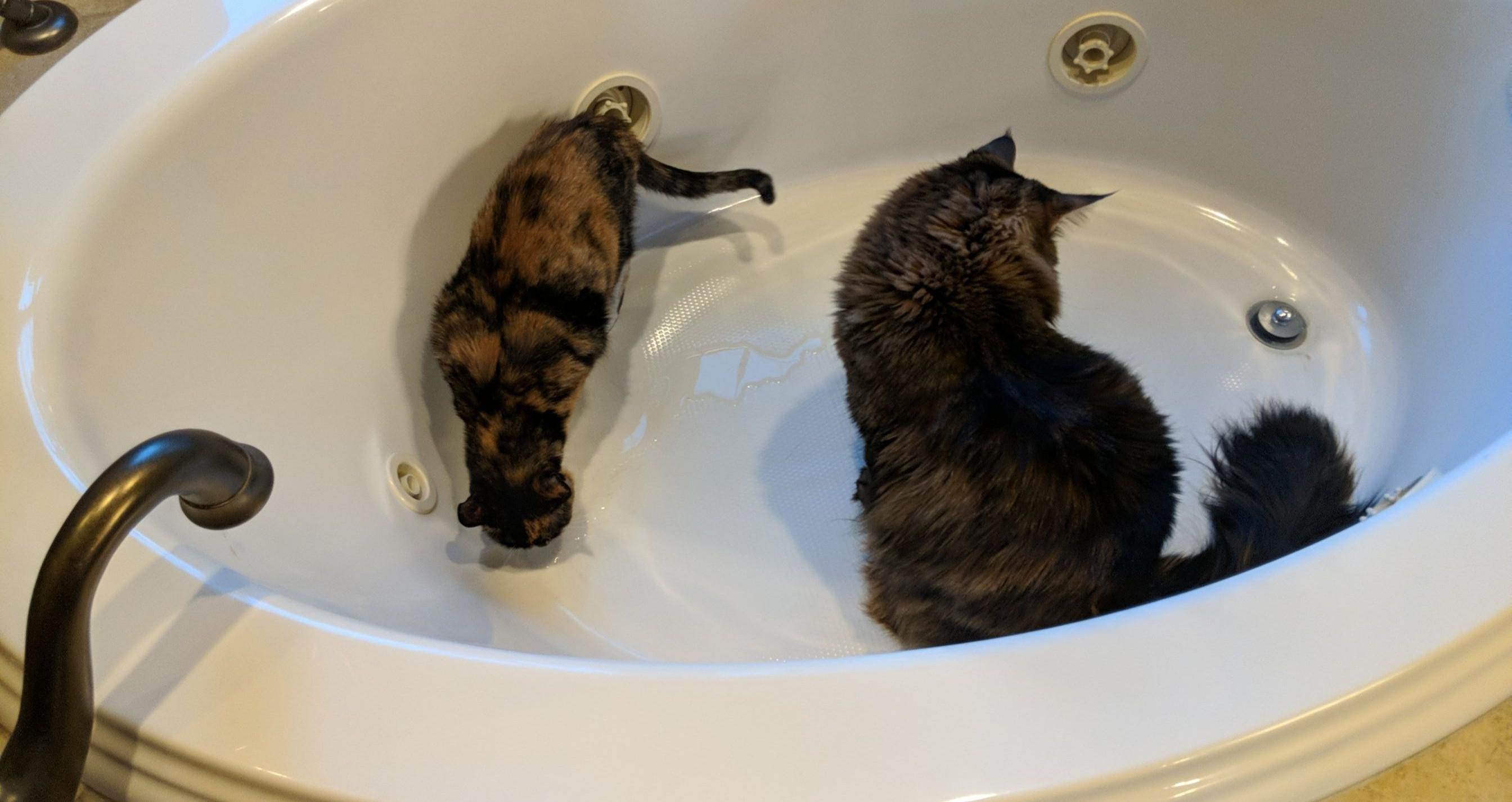 My cats are fascinated by water. I swear they use my bathtub more than