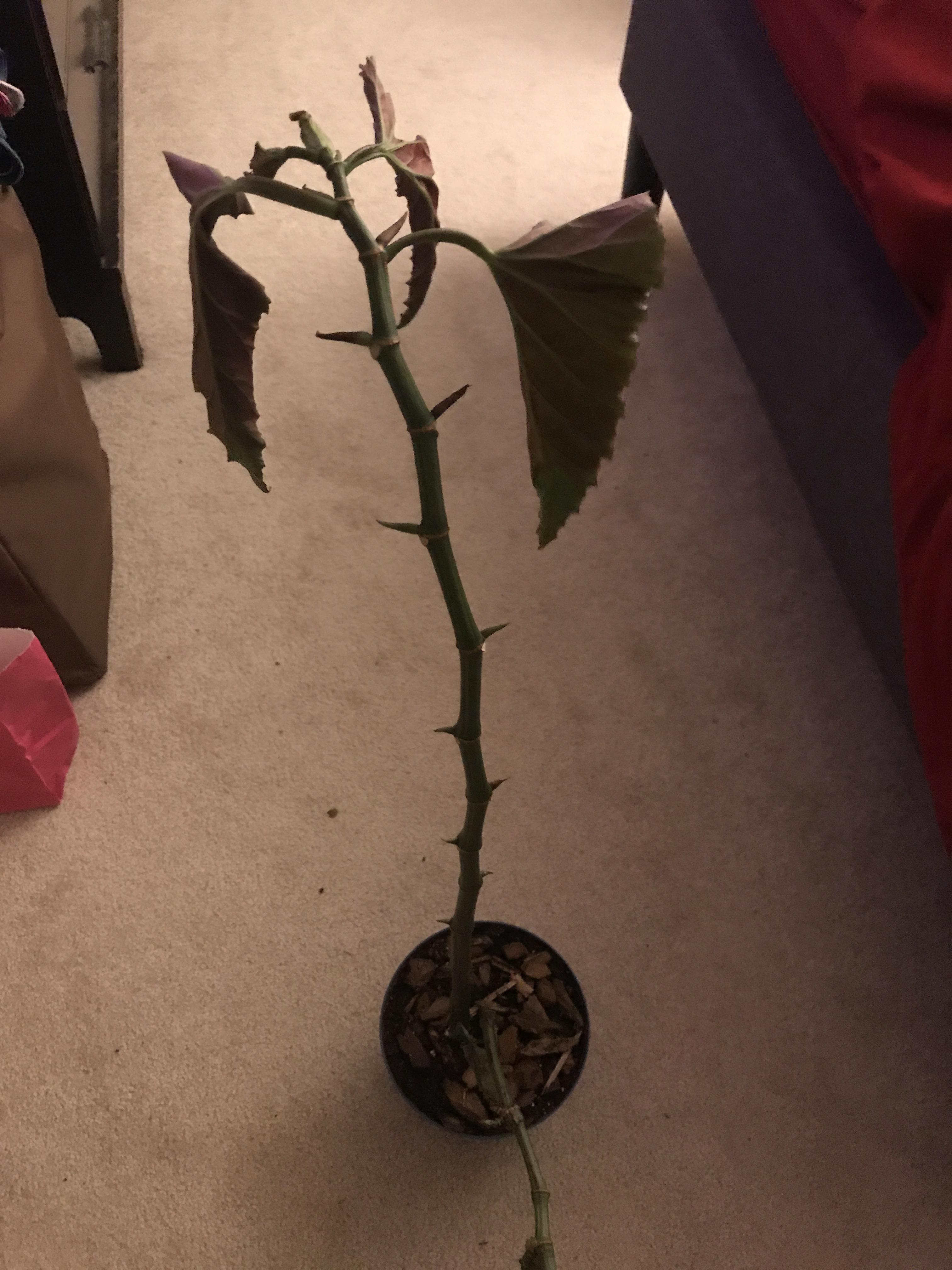 My angel wing begonia is very sad...or slowly dying. Please help! r