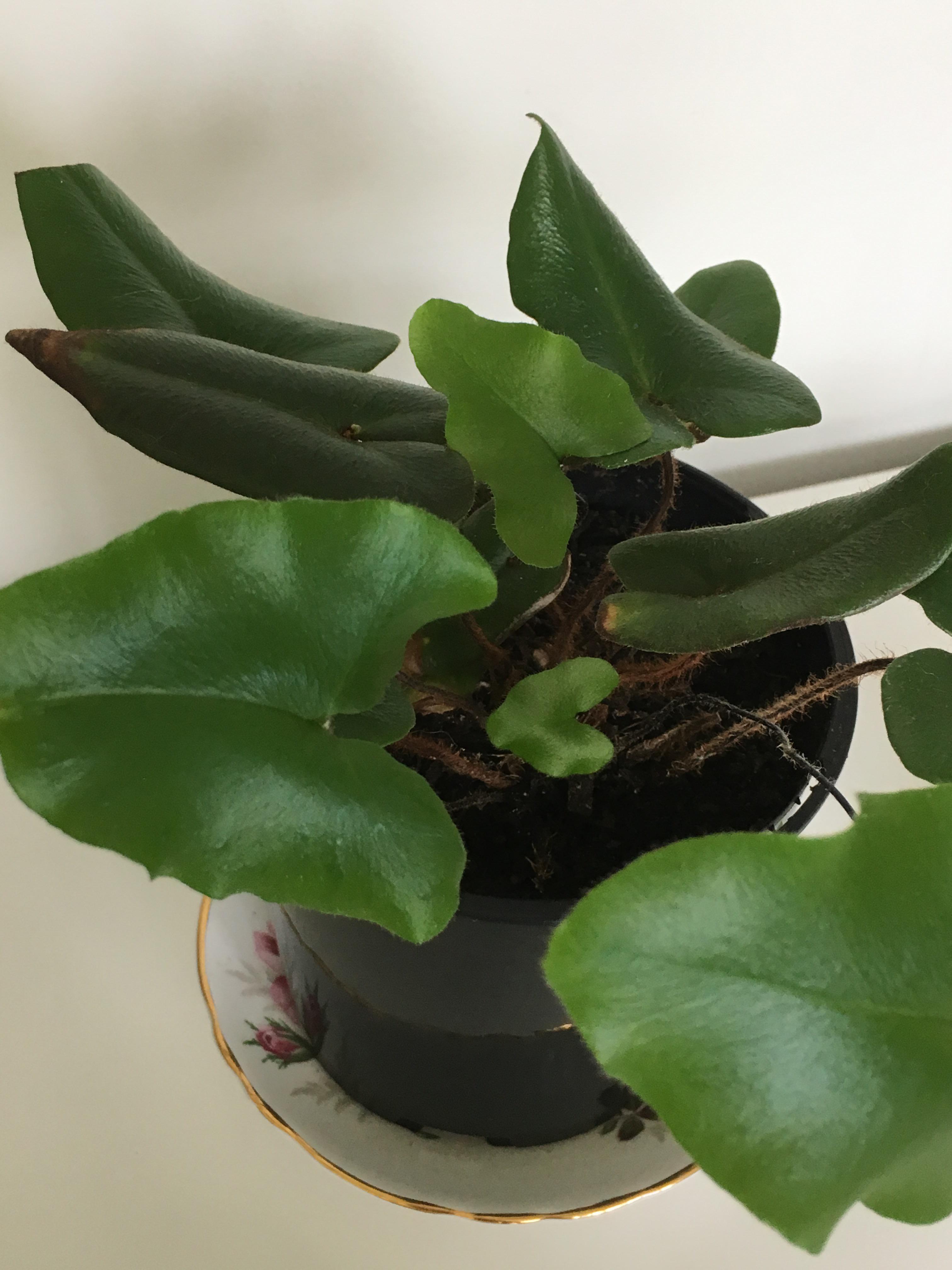 Heart fern wibbly wobbly leaves. How can I better care for this plant