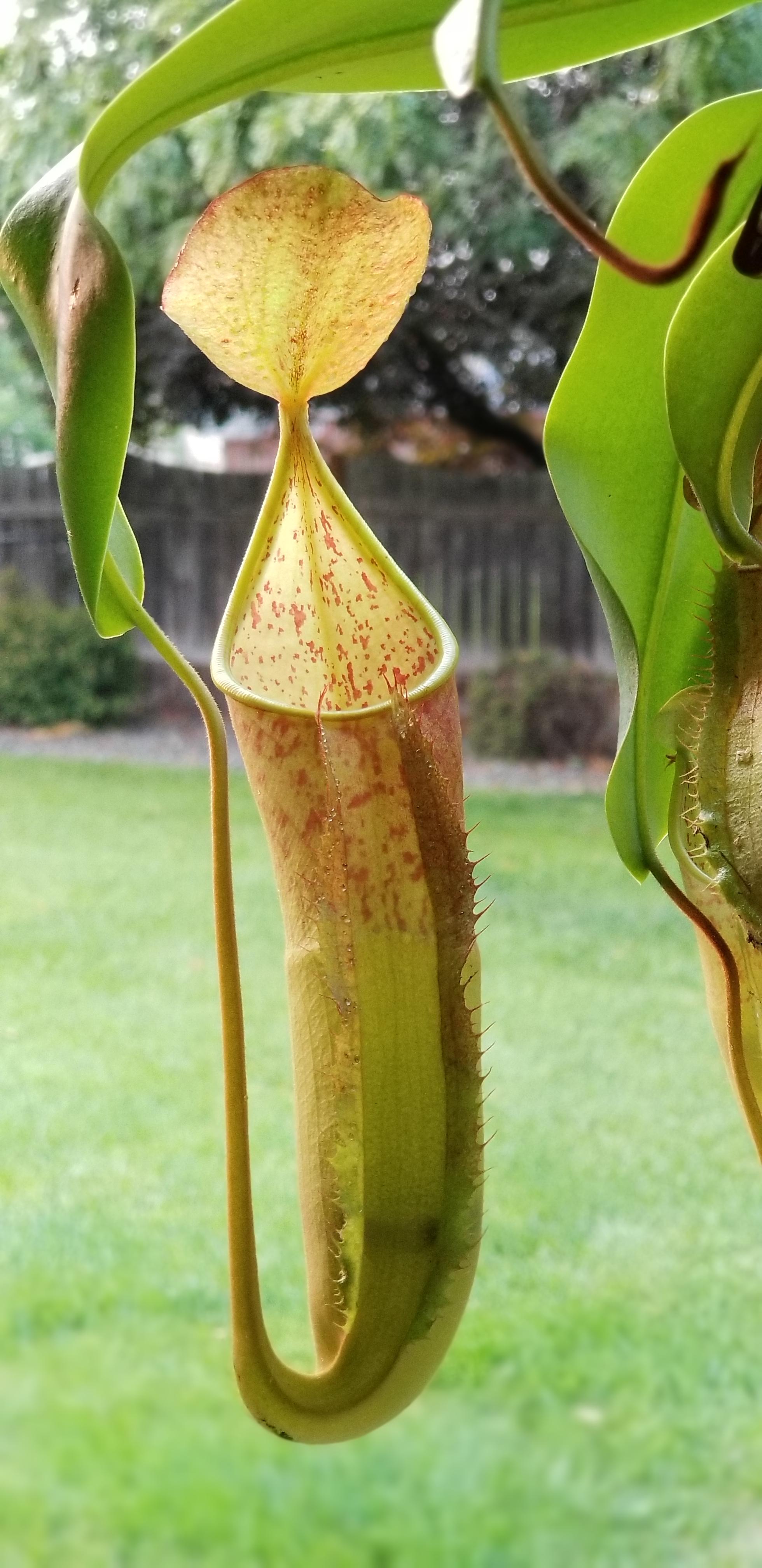 Found out that Nepenthes can produce sticky substances outside of the pitcher. Learn something
