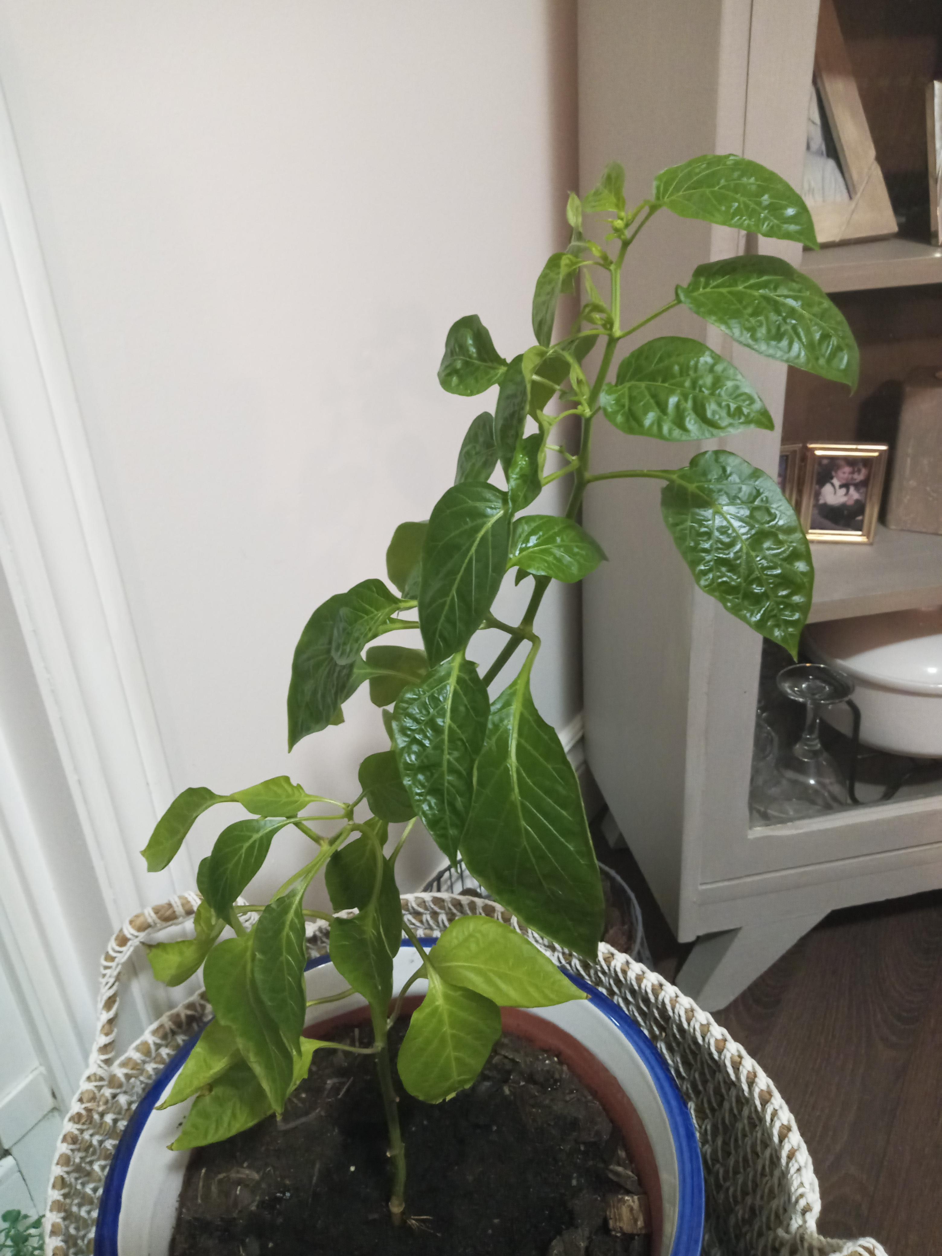 Why won't my pepper plant produce fruit? r/plants