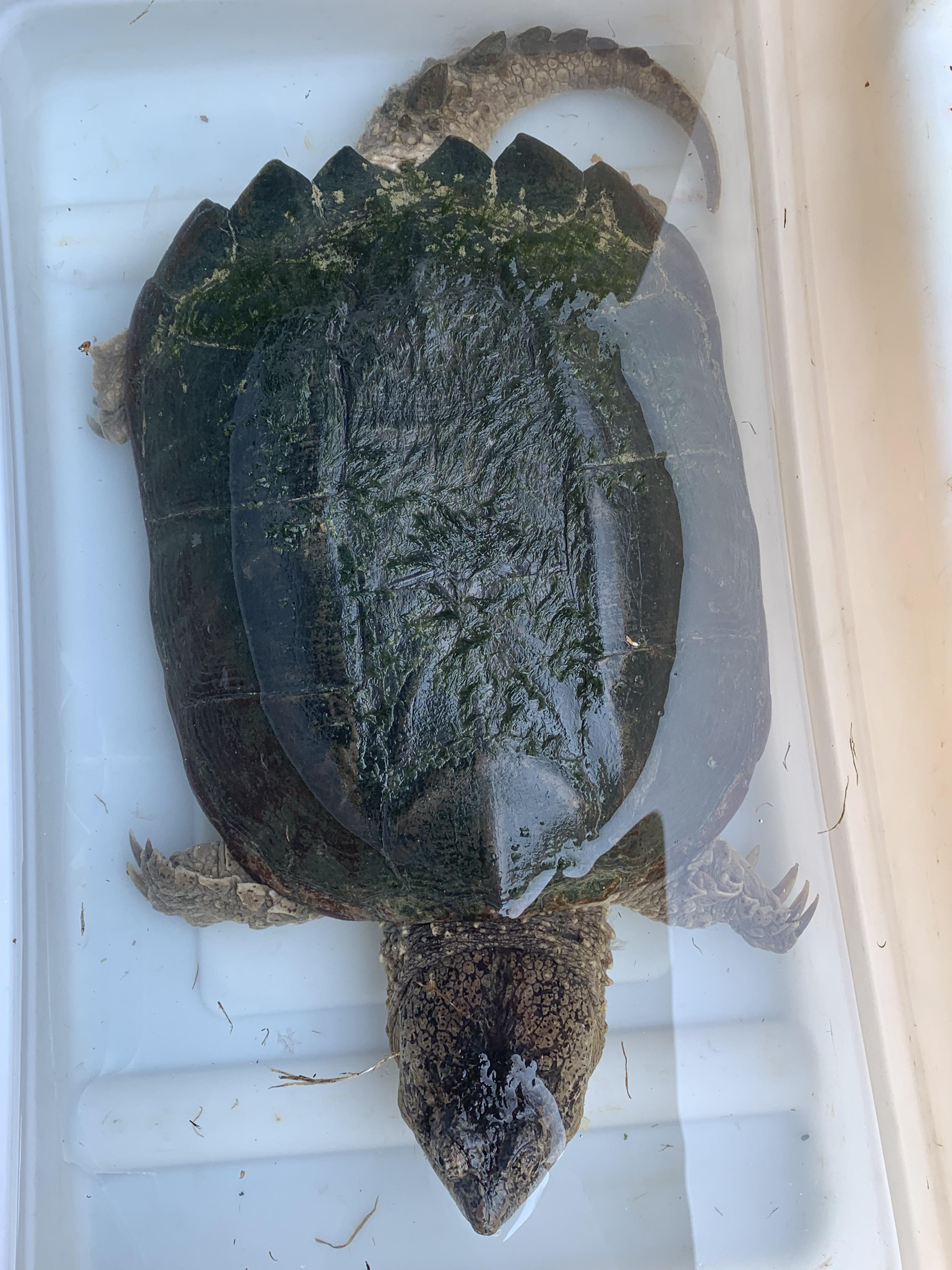 Snapping Turtle Meat