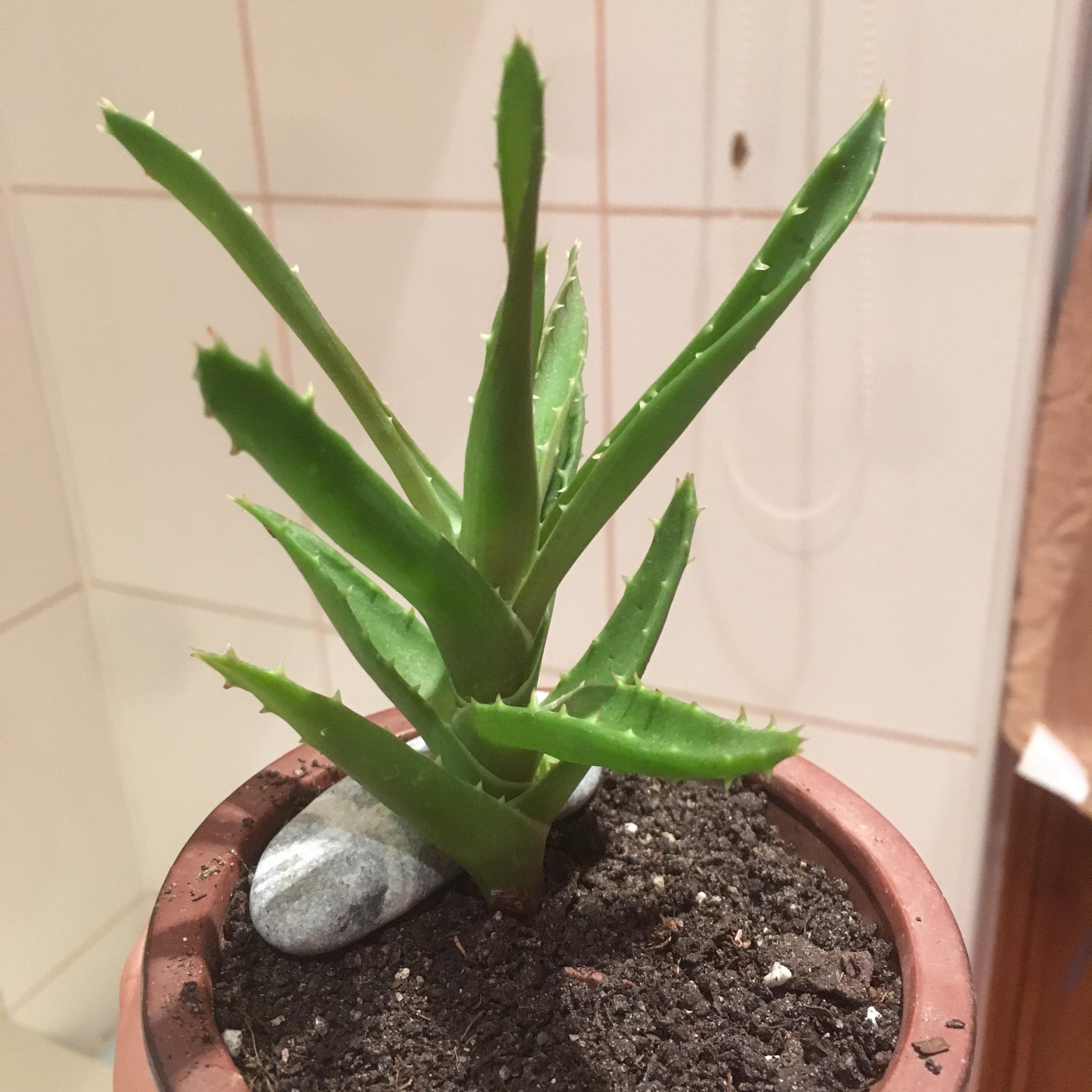 is my aloe vera plant okay? The leaves are thin and curled and there
