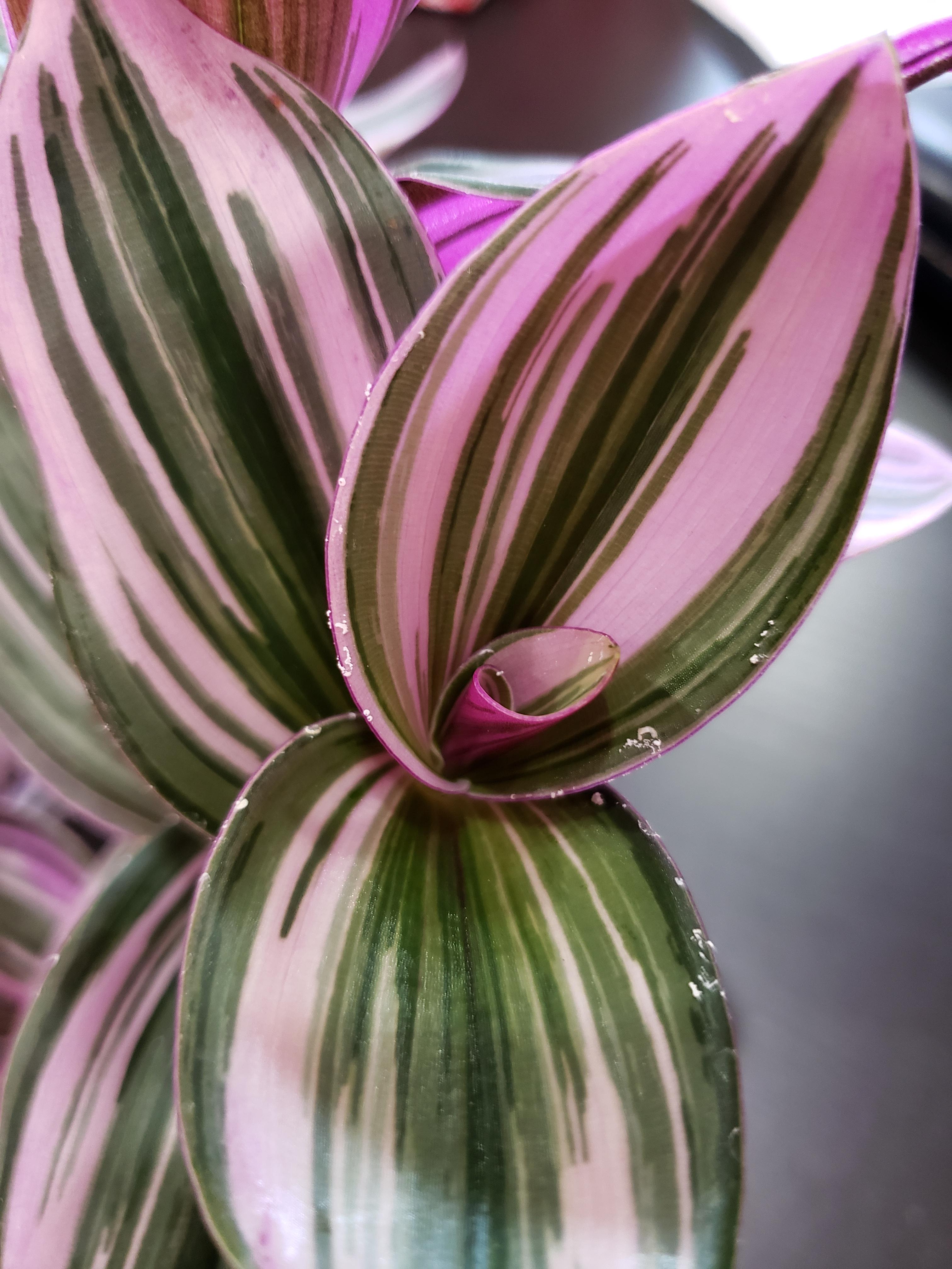 Help! What are these white things along the edges of my tradescantia