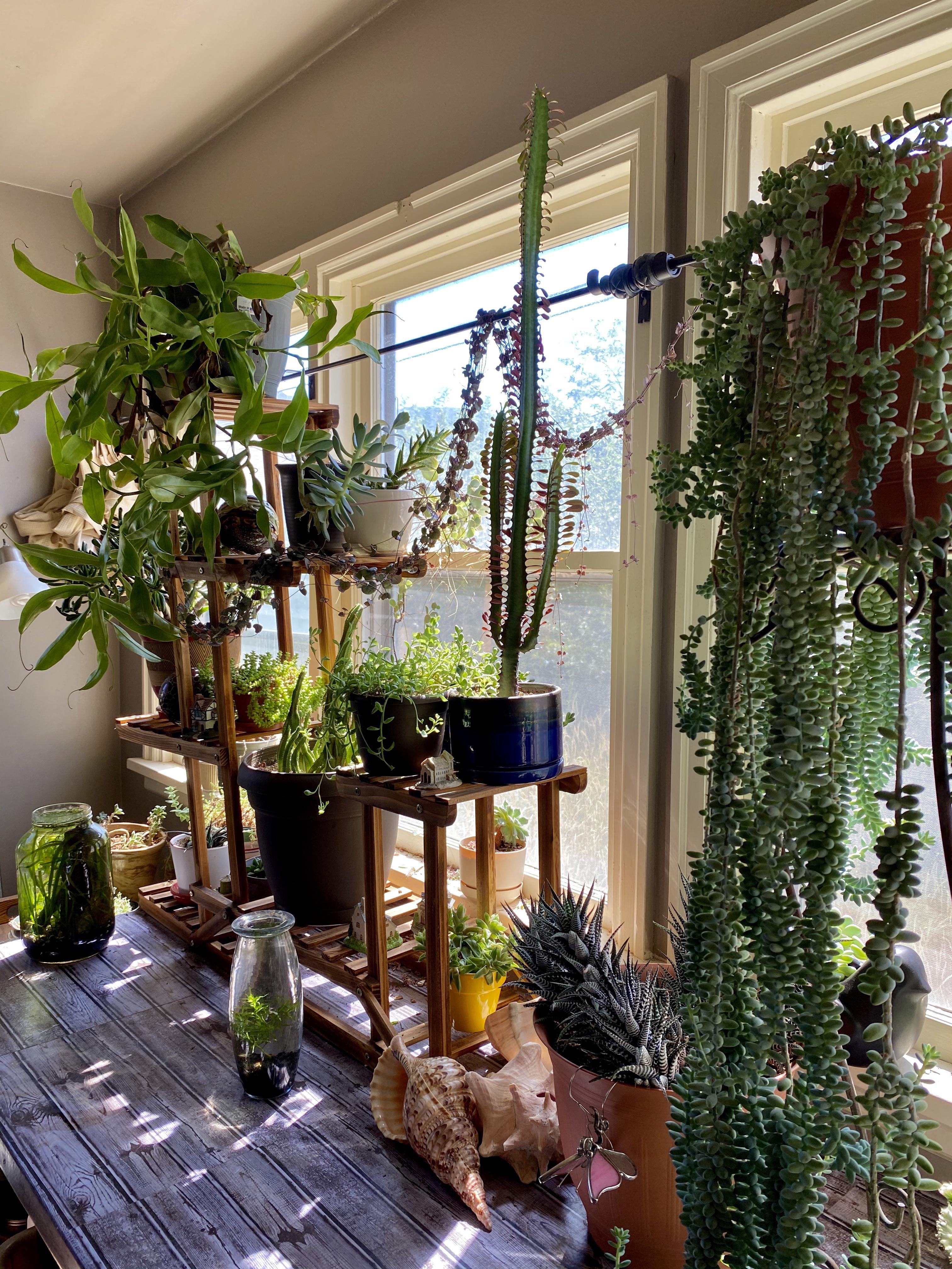 My dining room succulent table! r/succulents