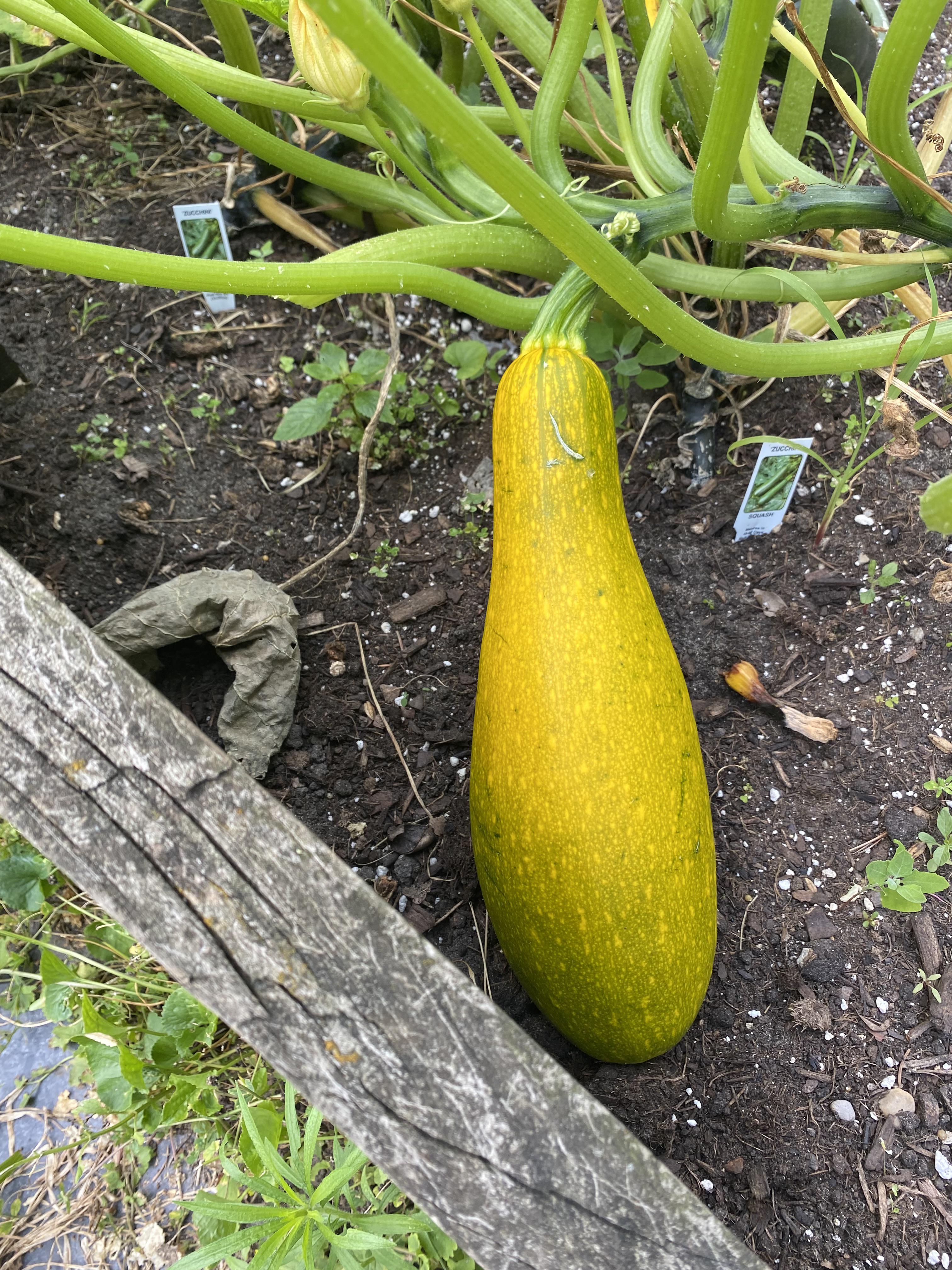 What’s going on with this summer squash? It’s huge but still very green