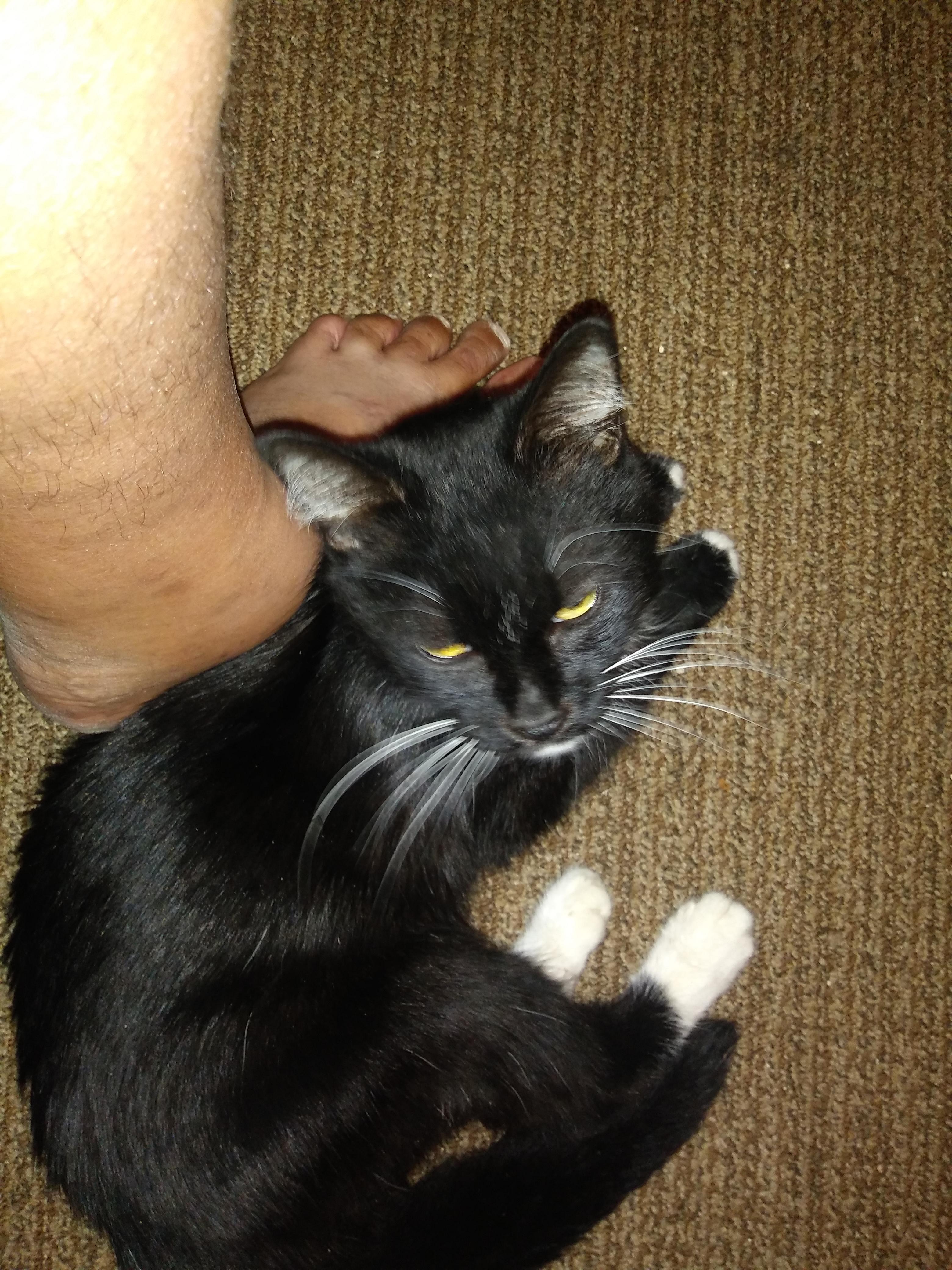 My cat is very sick with IBD, anyone know where I can find low cost or