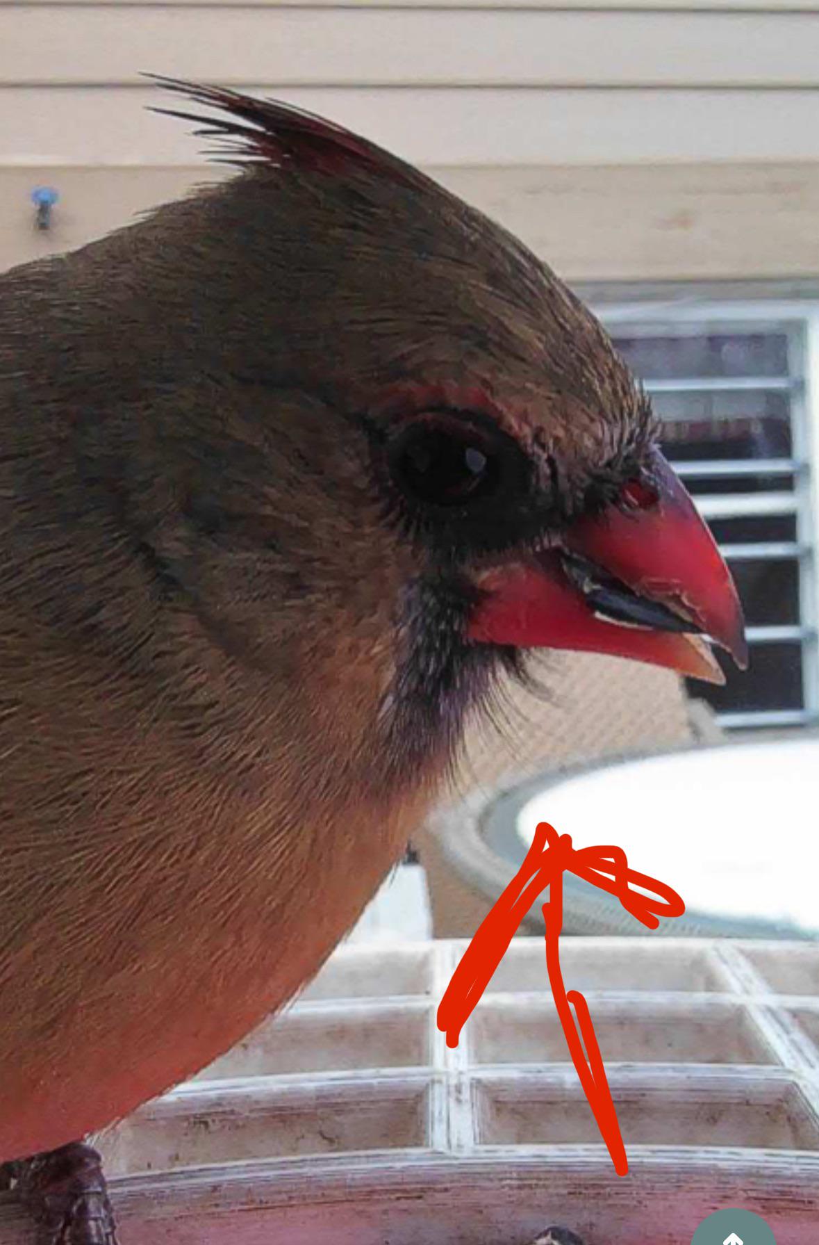 Why do robins have beards? r/birdfeeding