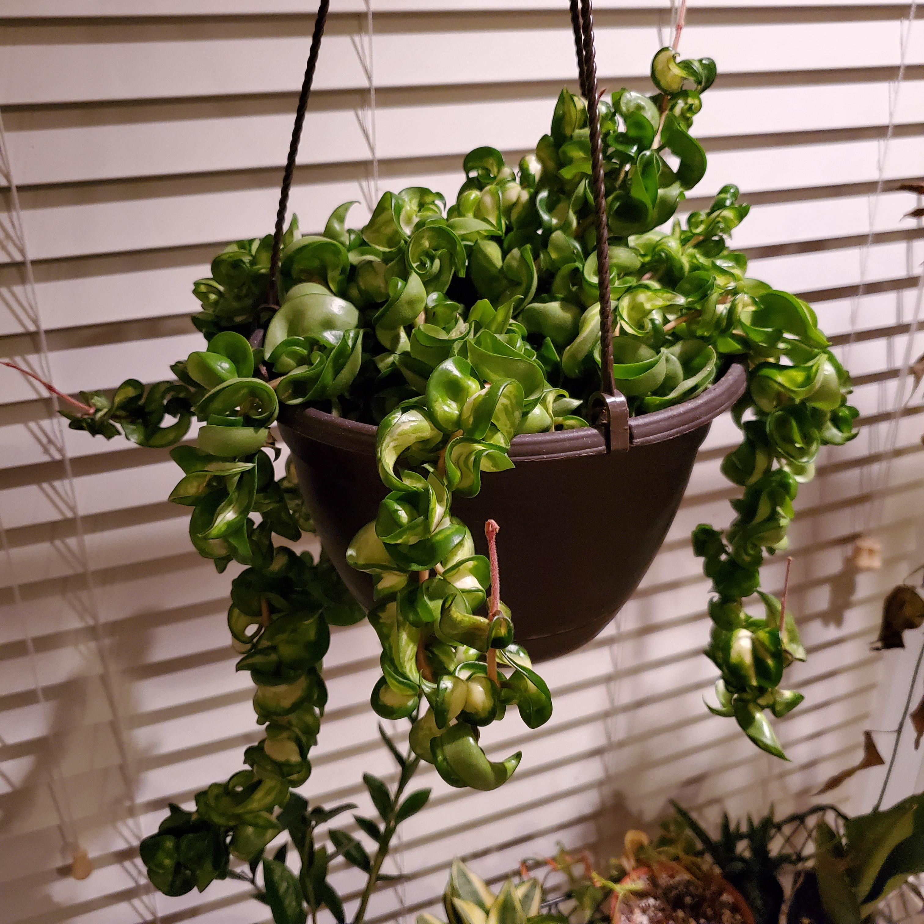 Some plants died this winter, but Curly Sue thrived. Go figure. r