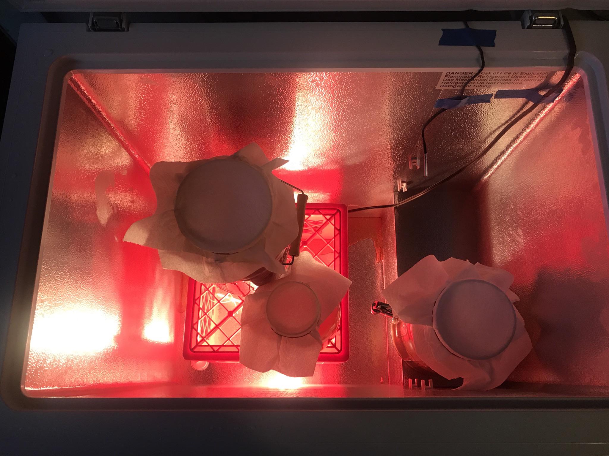 10 broken chest freezer from Craigslist + 10 light bulb = cheap