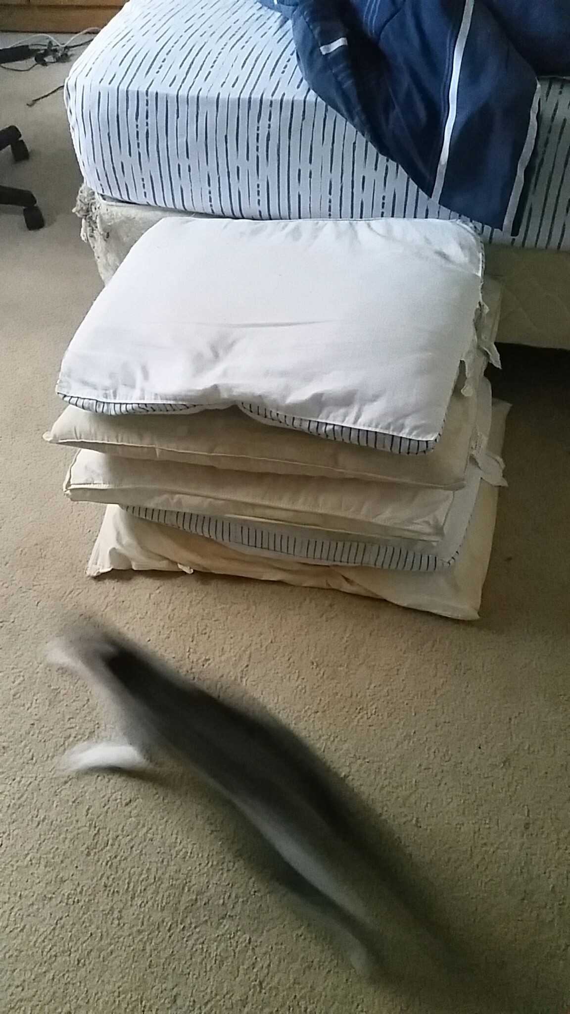 Kitten zoomies Zoomies