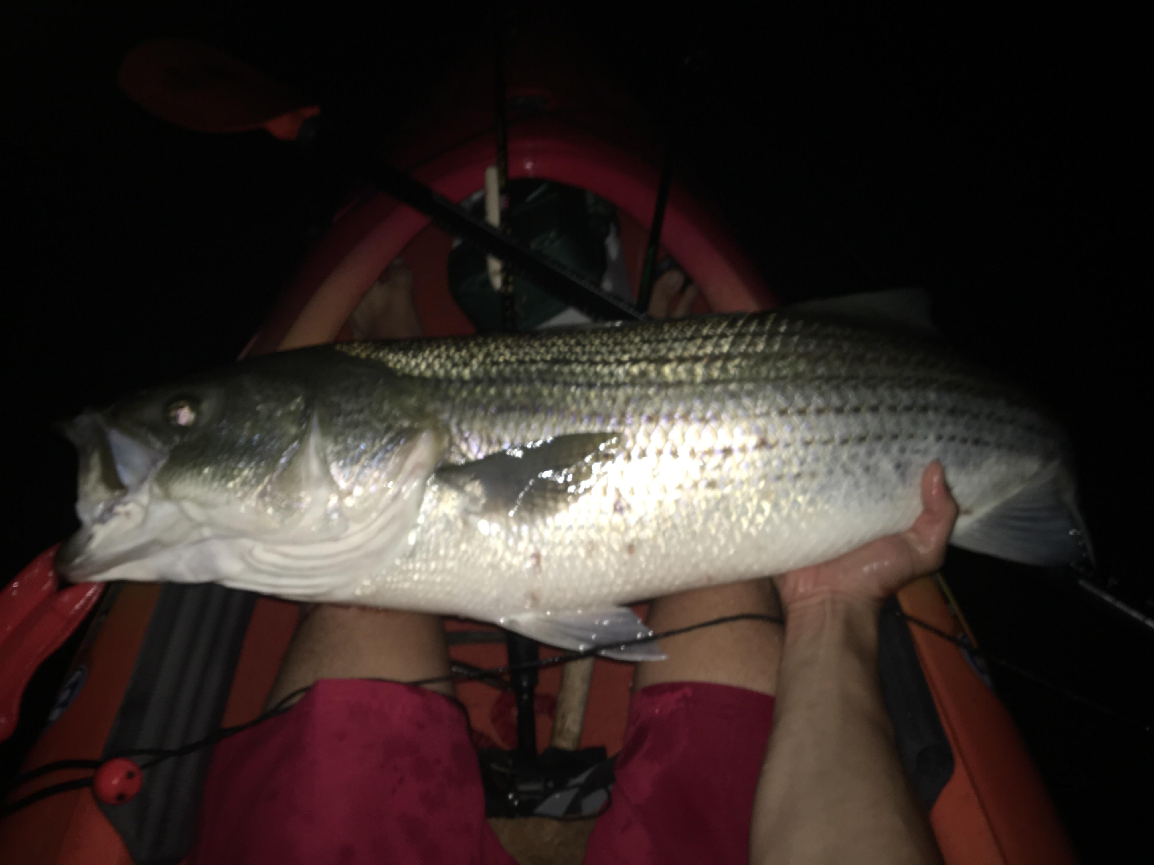 Biggest bass I've ever caught from the kayak r/kayakfishing