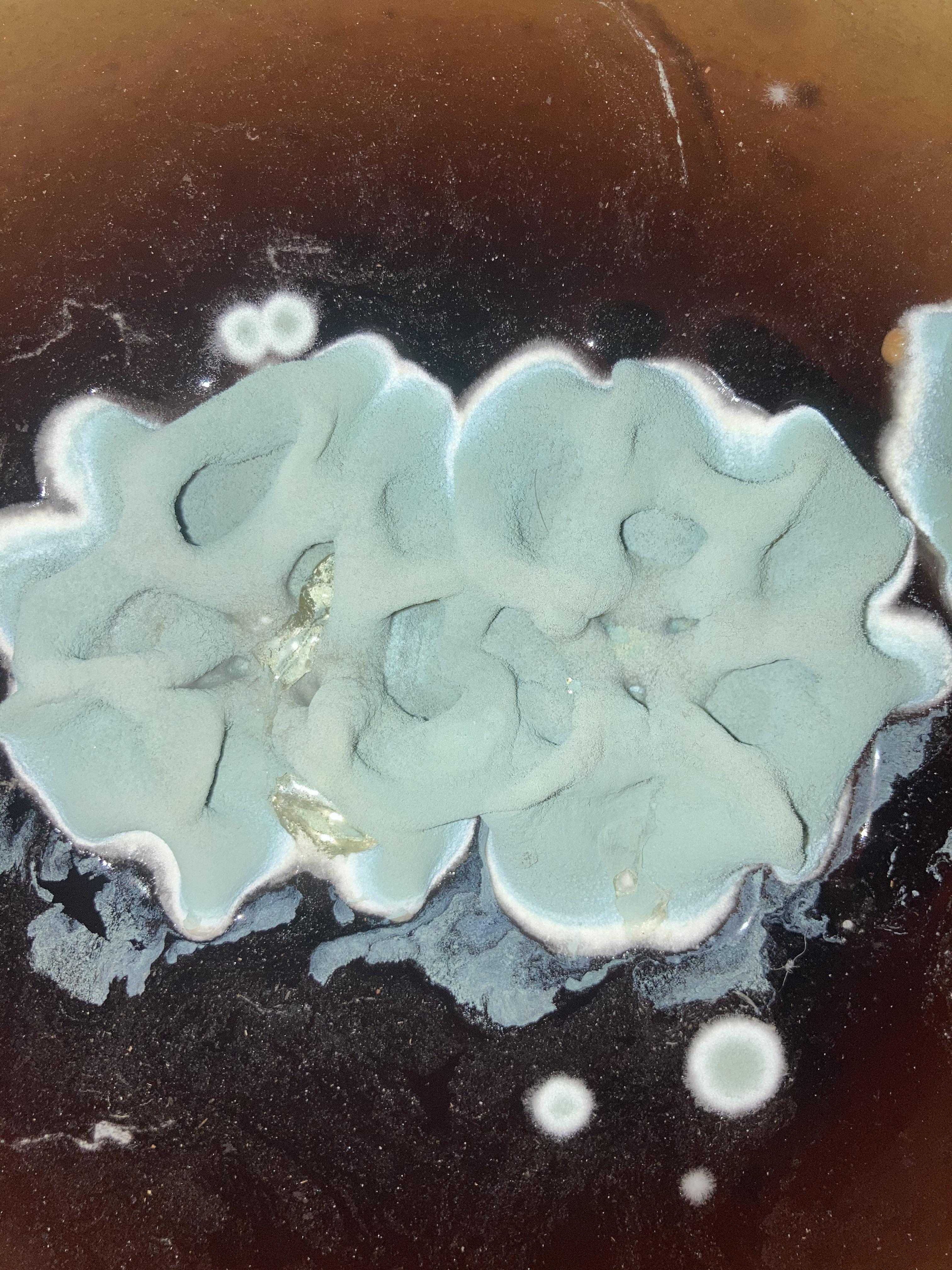 Finally! A place to post this! MoldlyInteresting