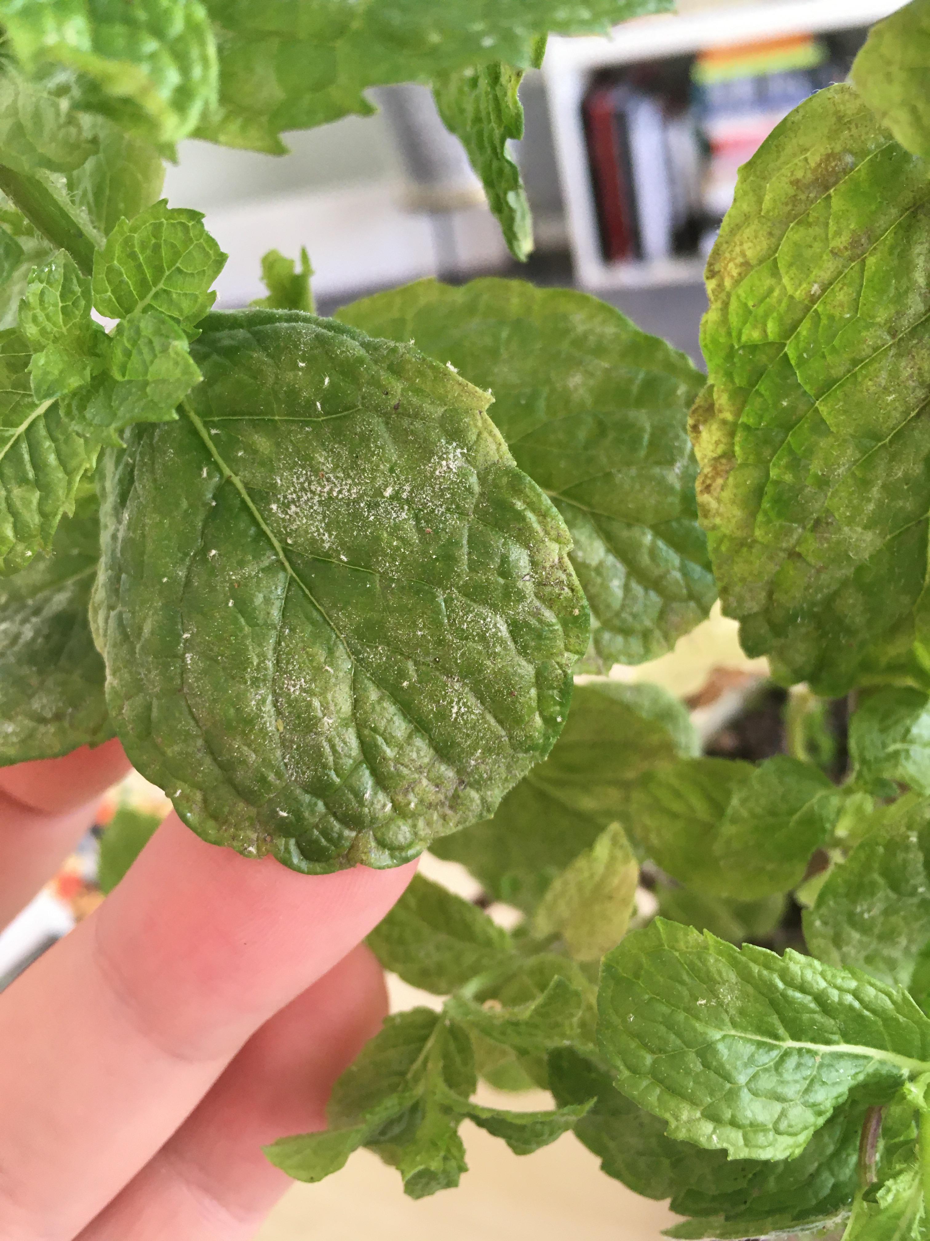 Is this powdery mildew on my mint?? r/herbs