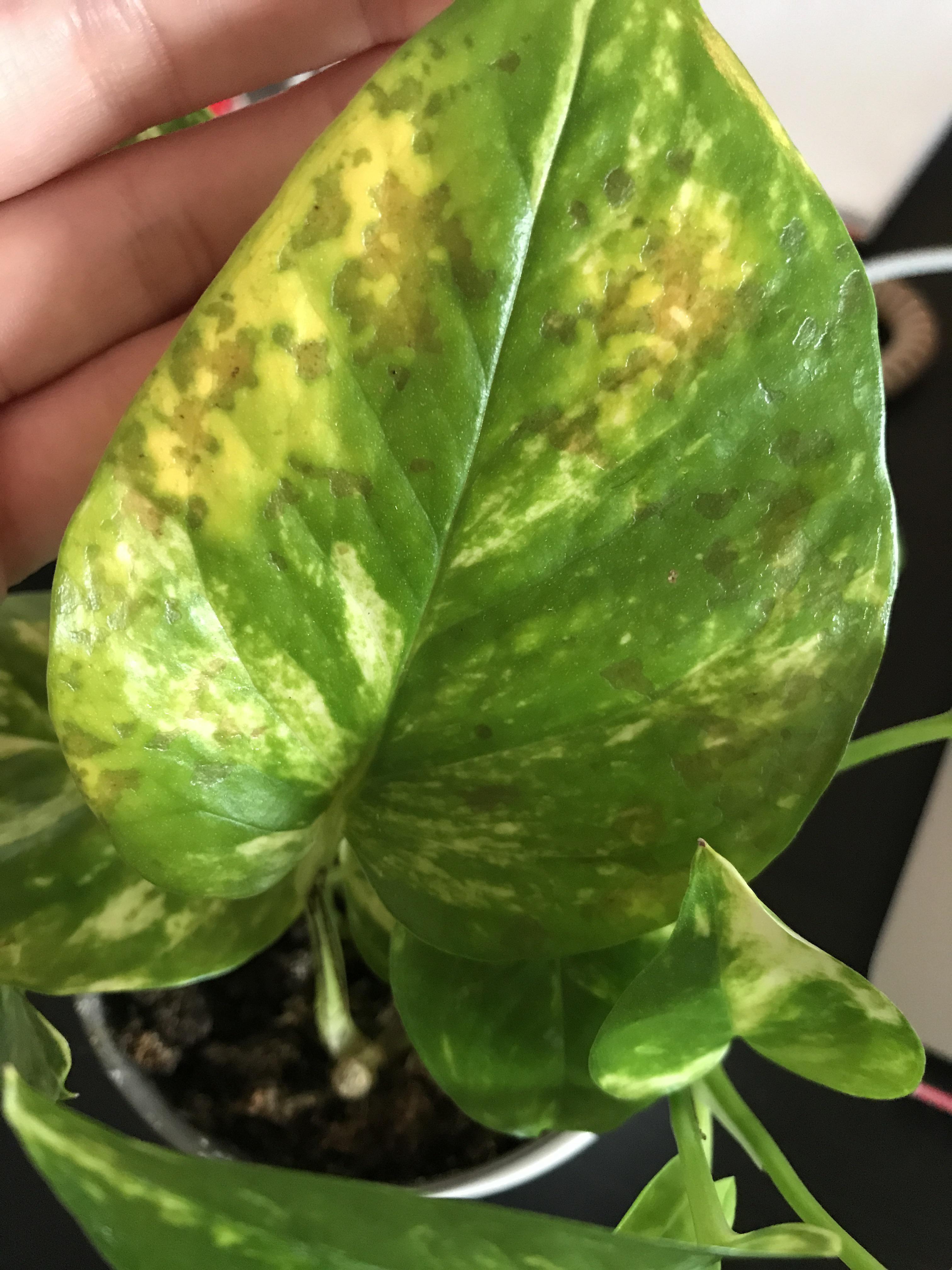 Anyone have any ideas what the yellowing and brown spots on my pothos