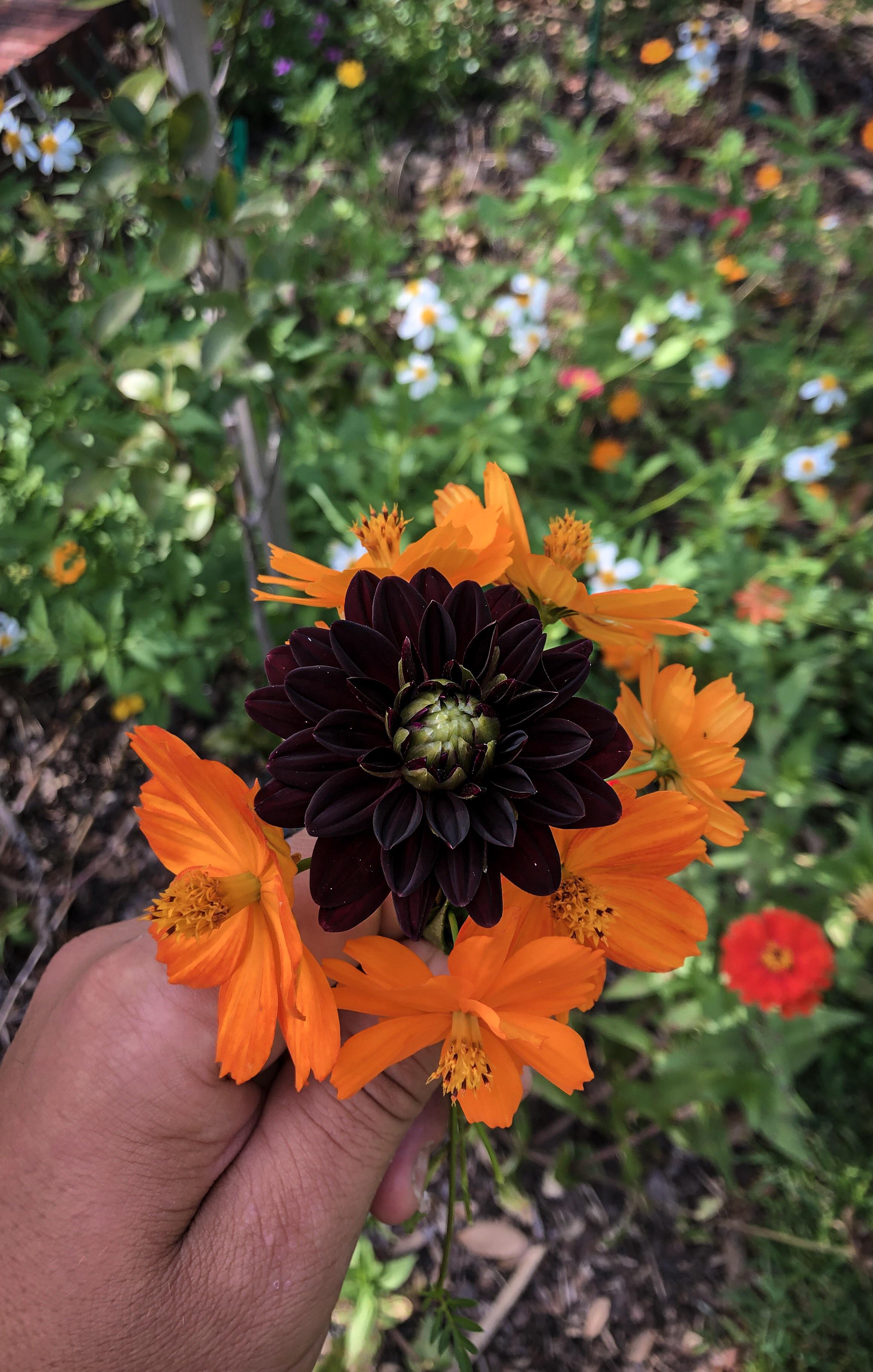 Edible sulphur cosmos and a dahlia ‘Daria in Love’ flower from the yard