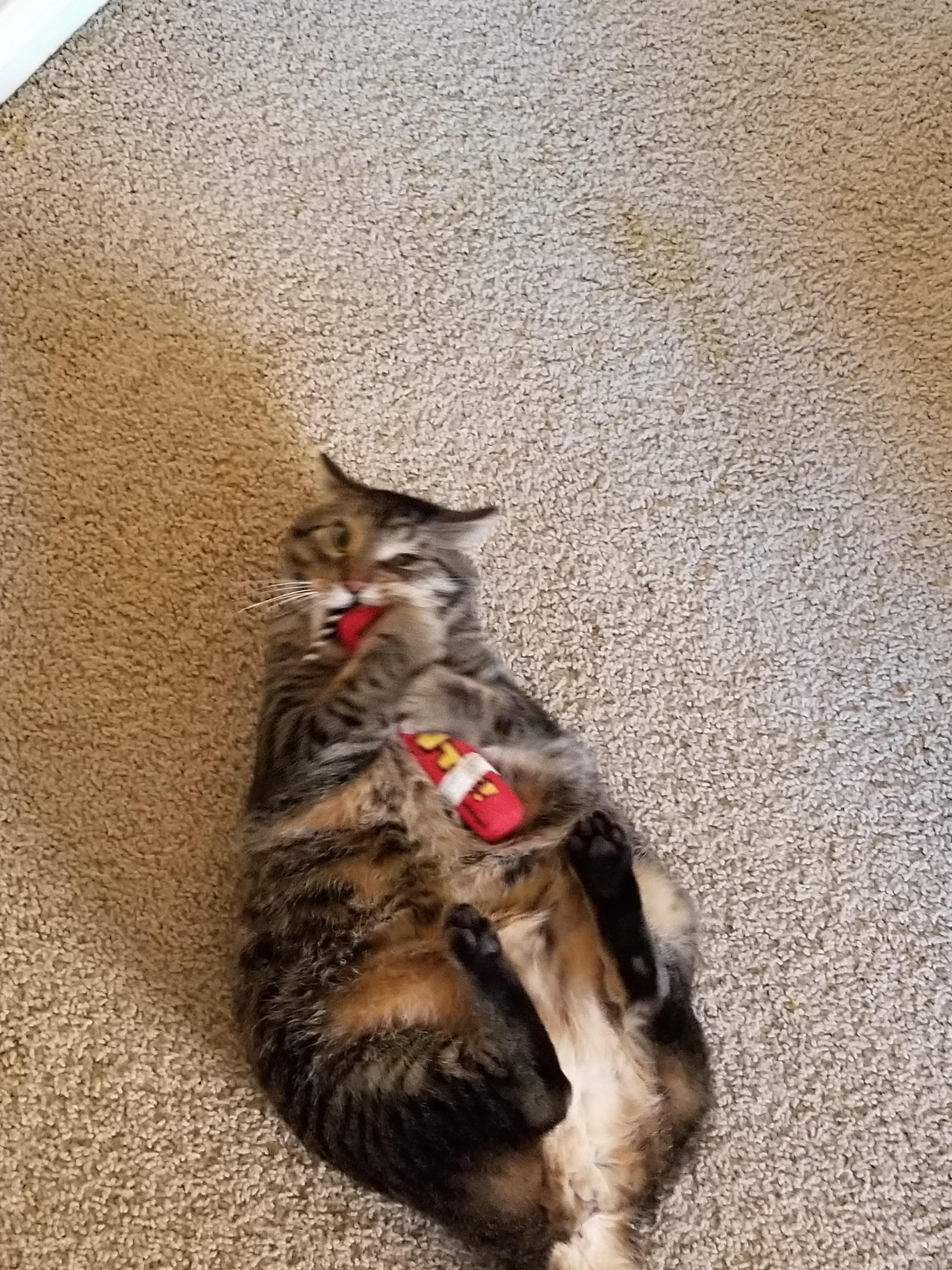 Cat Going Crazy On Bed Crazy Loe