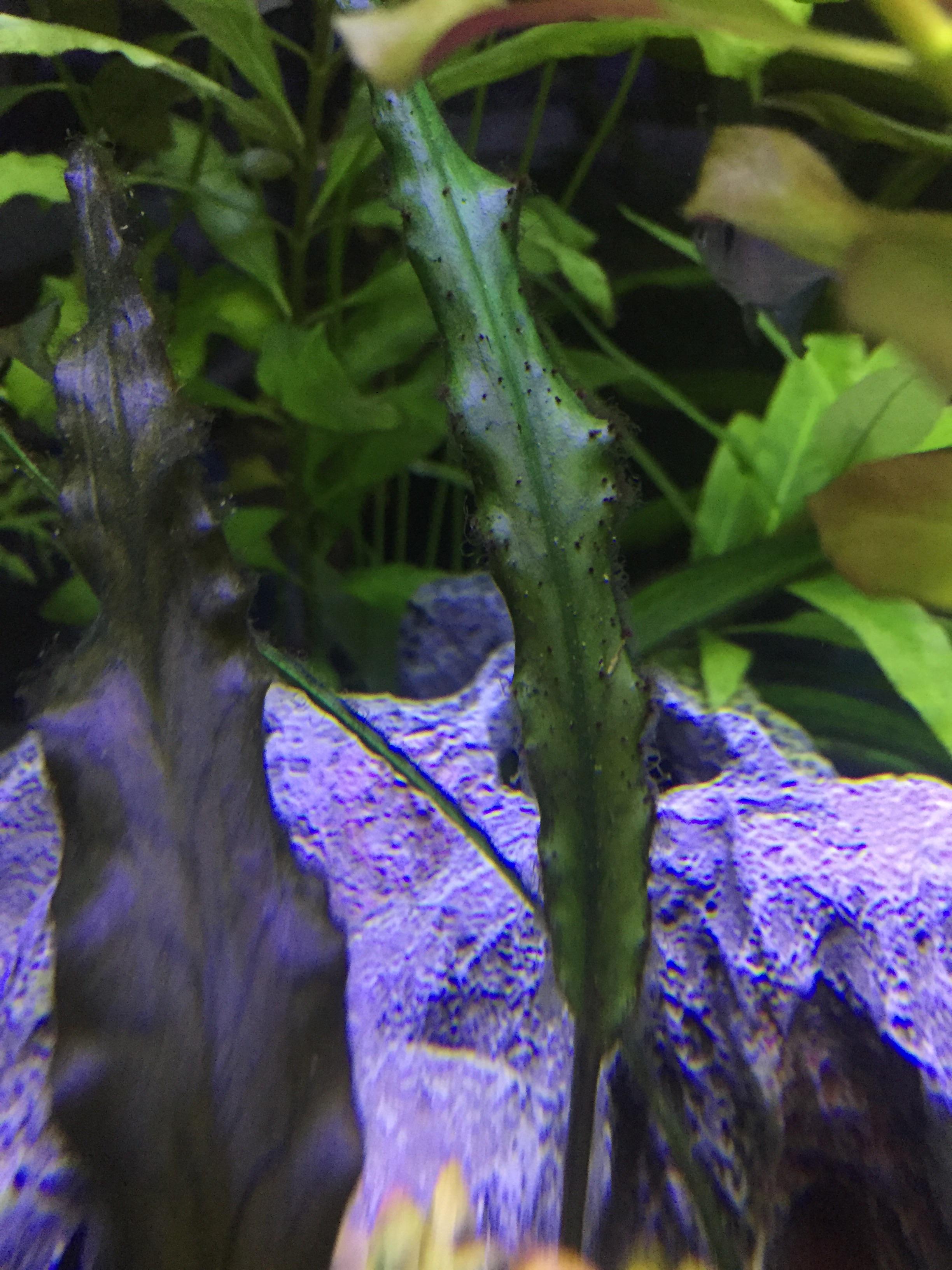 These weird black spots appeared all over my aquarium, any guesses on
