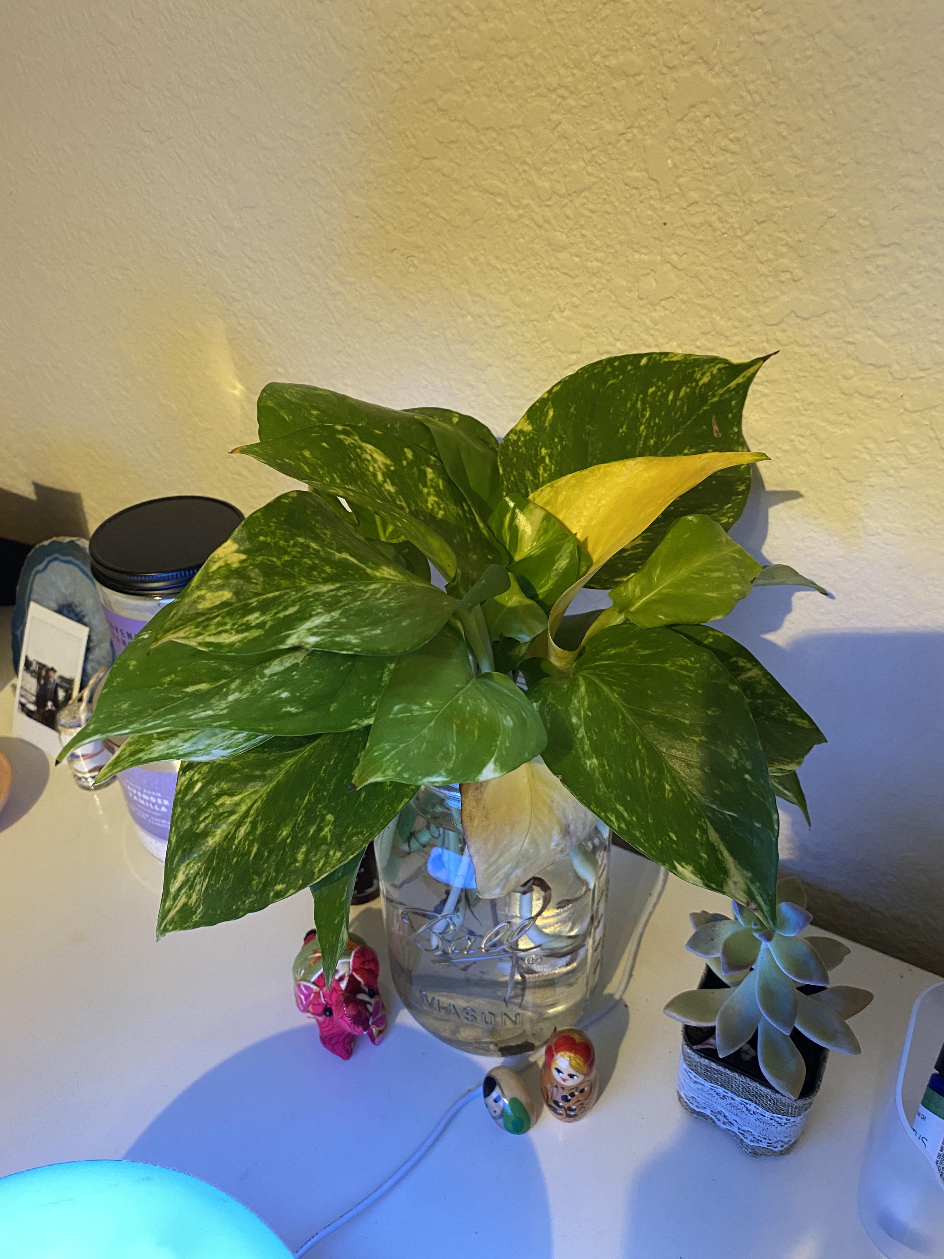 Why does my golden pothos keep dying? r/houseplants
