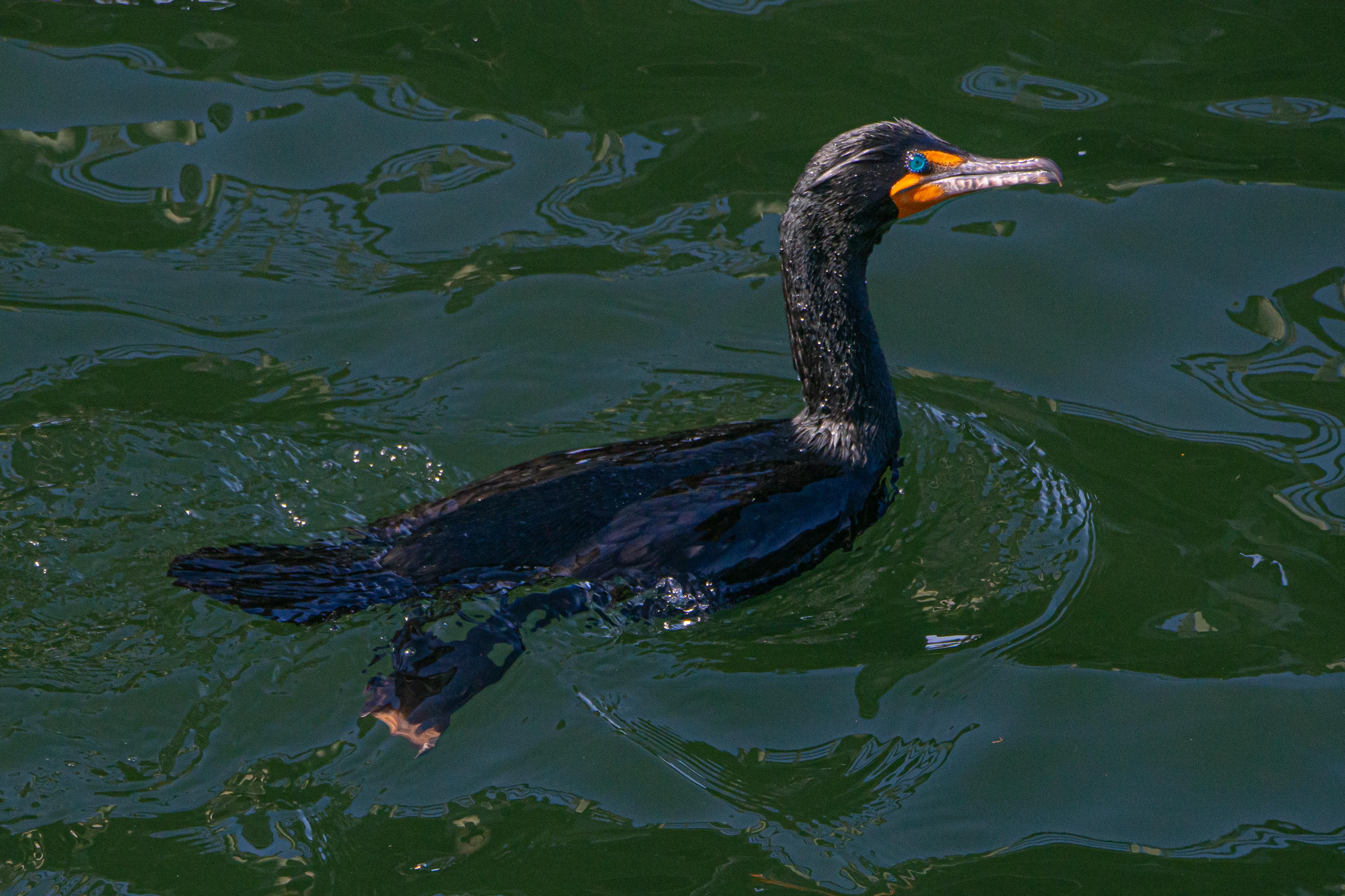 As the person responsible for triggering the bird takeover, here's a