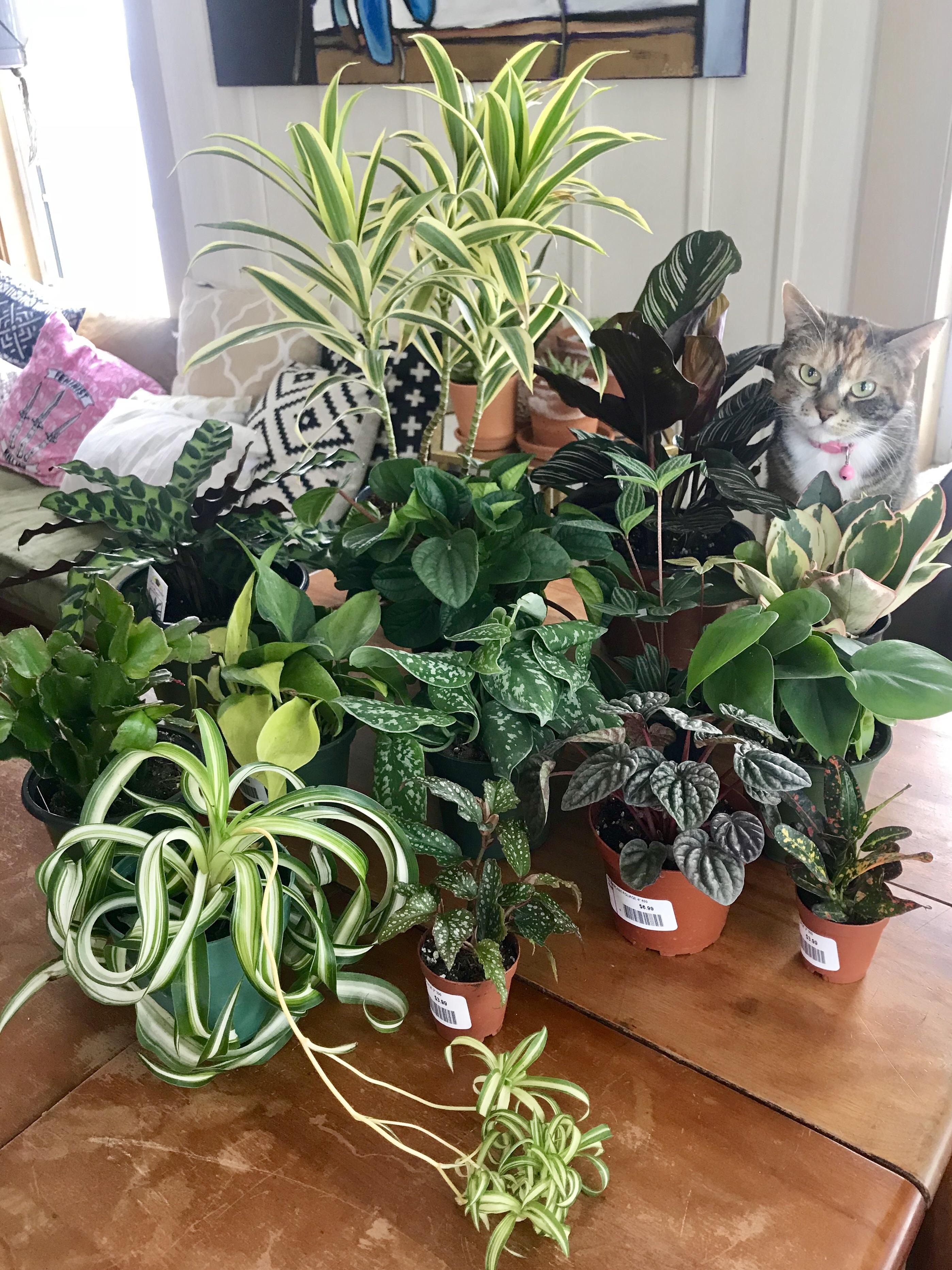 Yesterday’s plant haul! And a very curious cat. r/houseplants