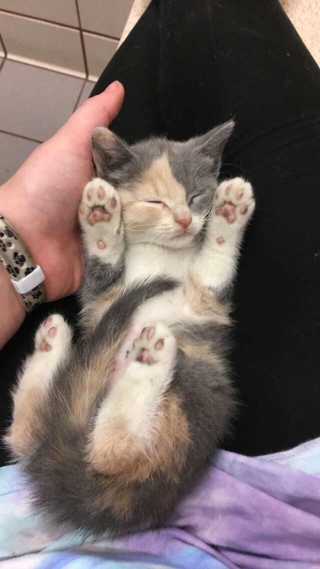 Premium kitten beans up for adoption in the coon rapids mn humane