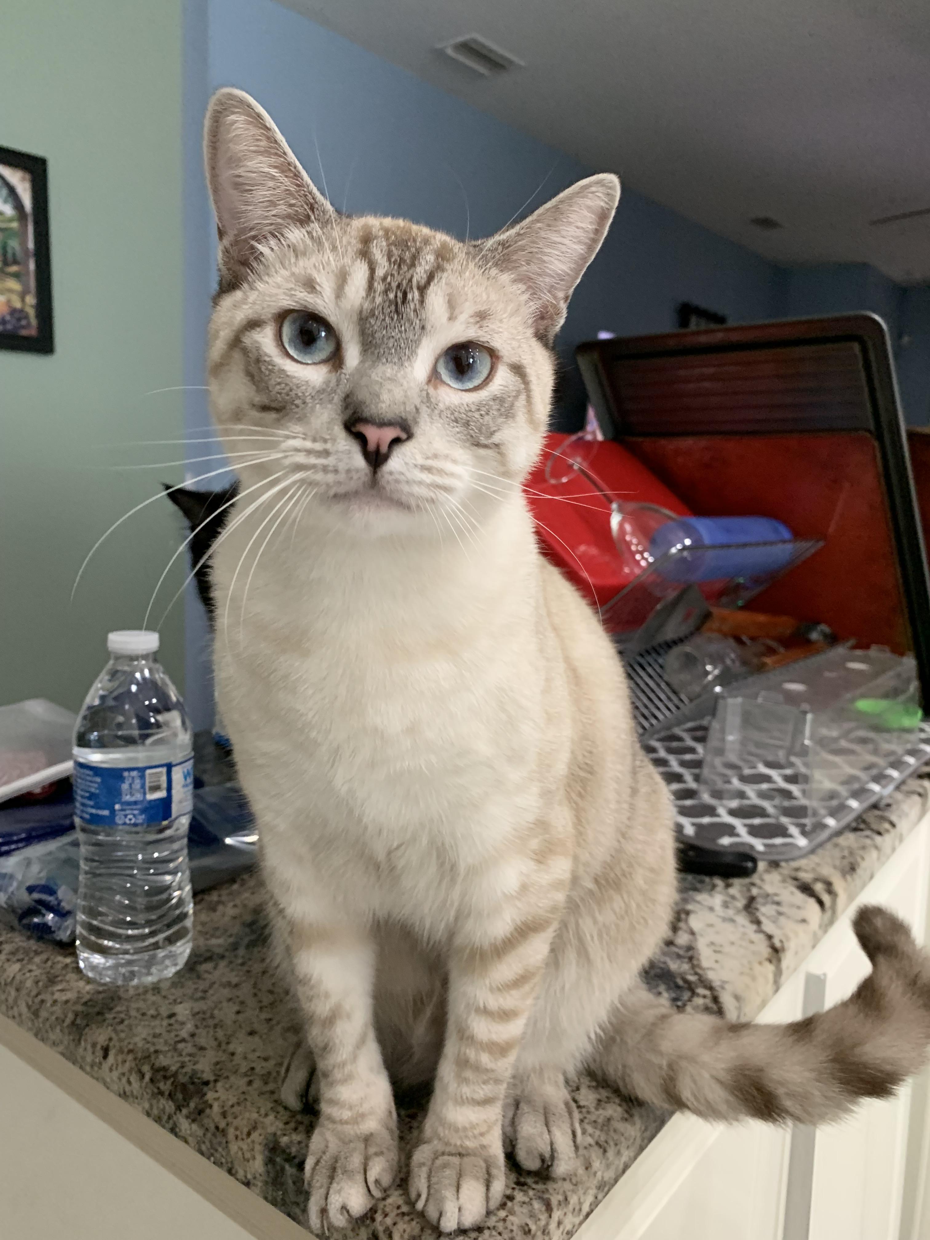 My parent???s adopted the most beautiful cat I???ve ever seen. He reminds