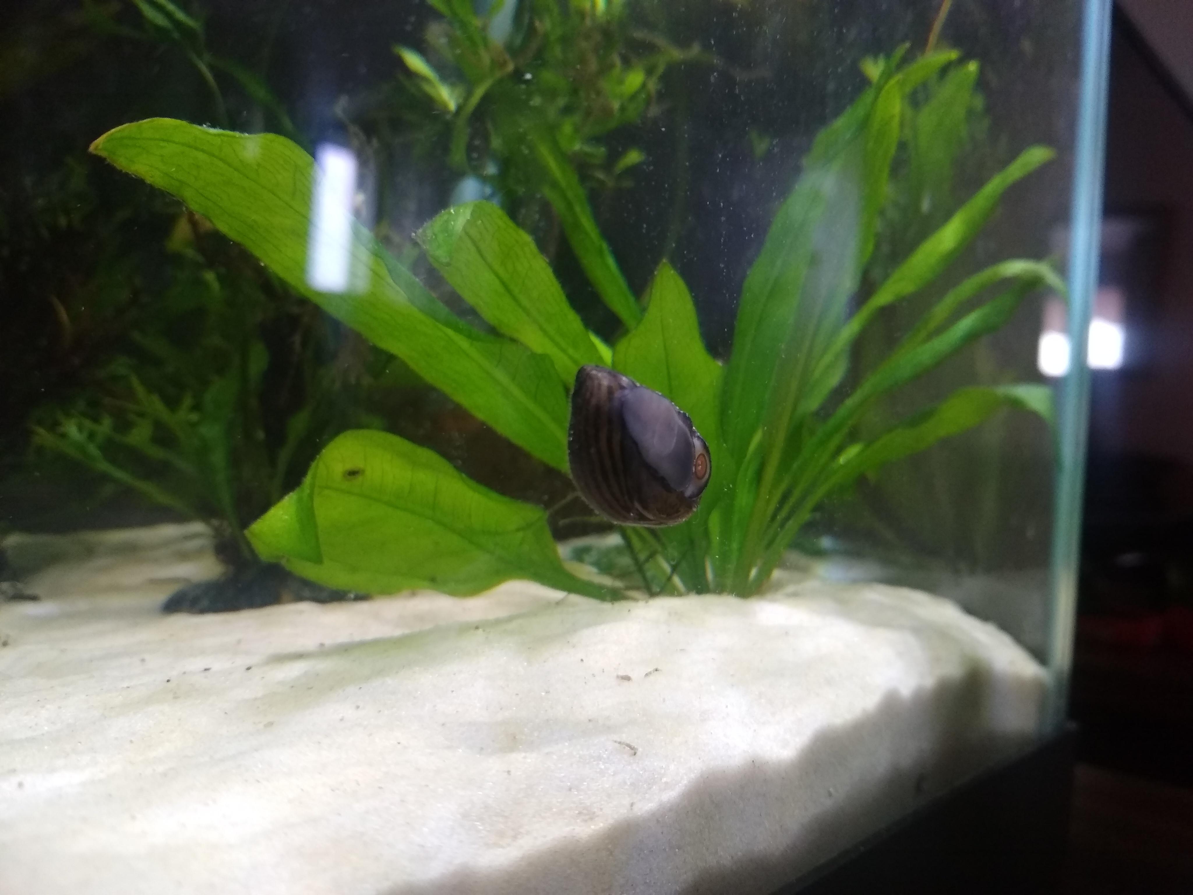 My city water report says that copper content is 0.22 ppm. Is this