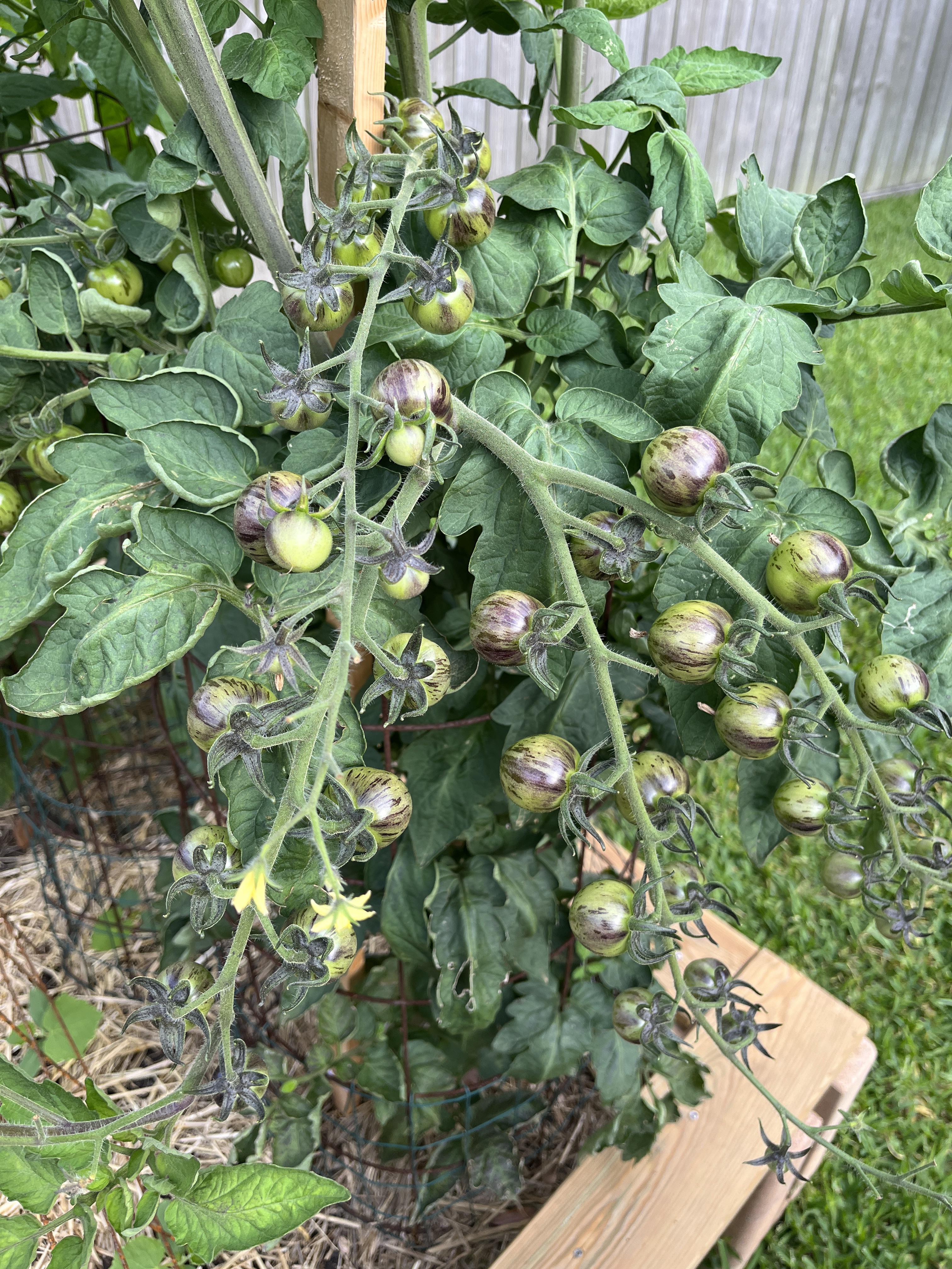 First time growing Black Strawberry Tomatoes. They are prolific and