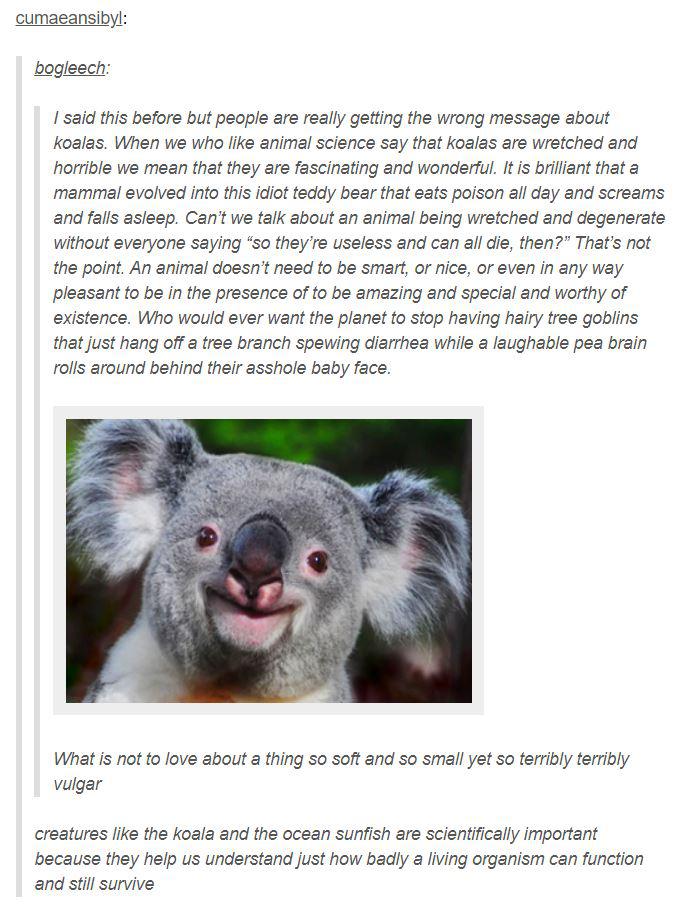 Koalas r/tumblr