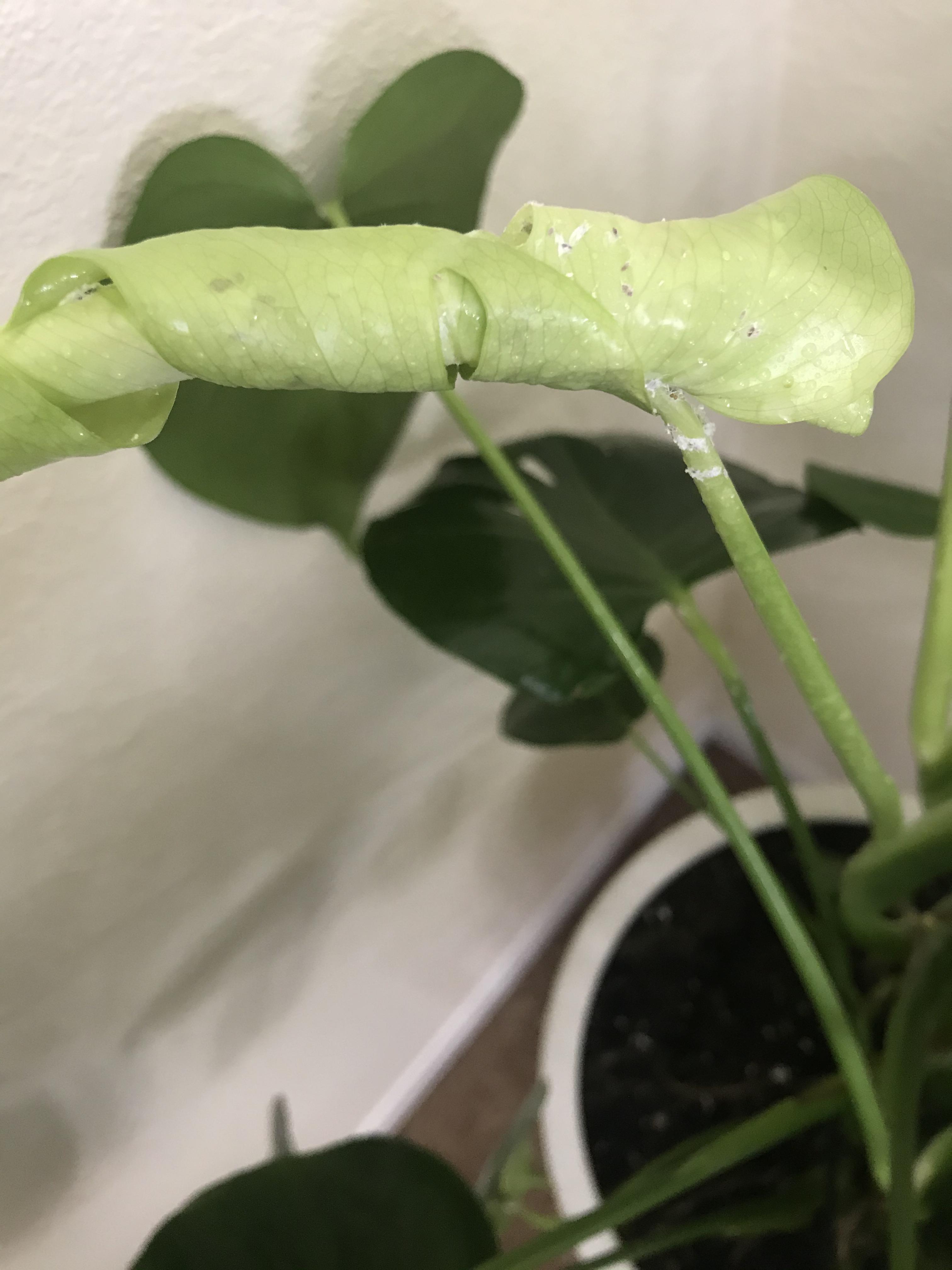 What’s on my monstera!?! What is the white powdery stuff and how do I