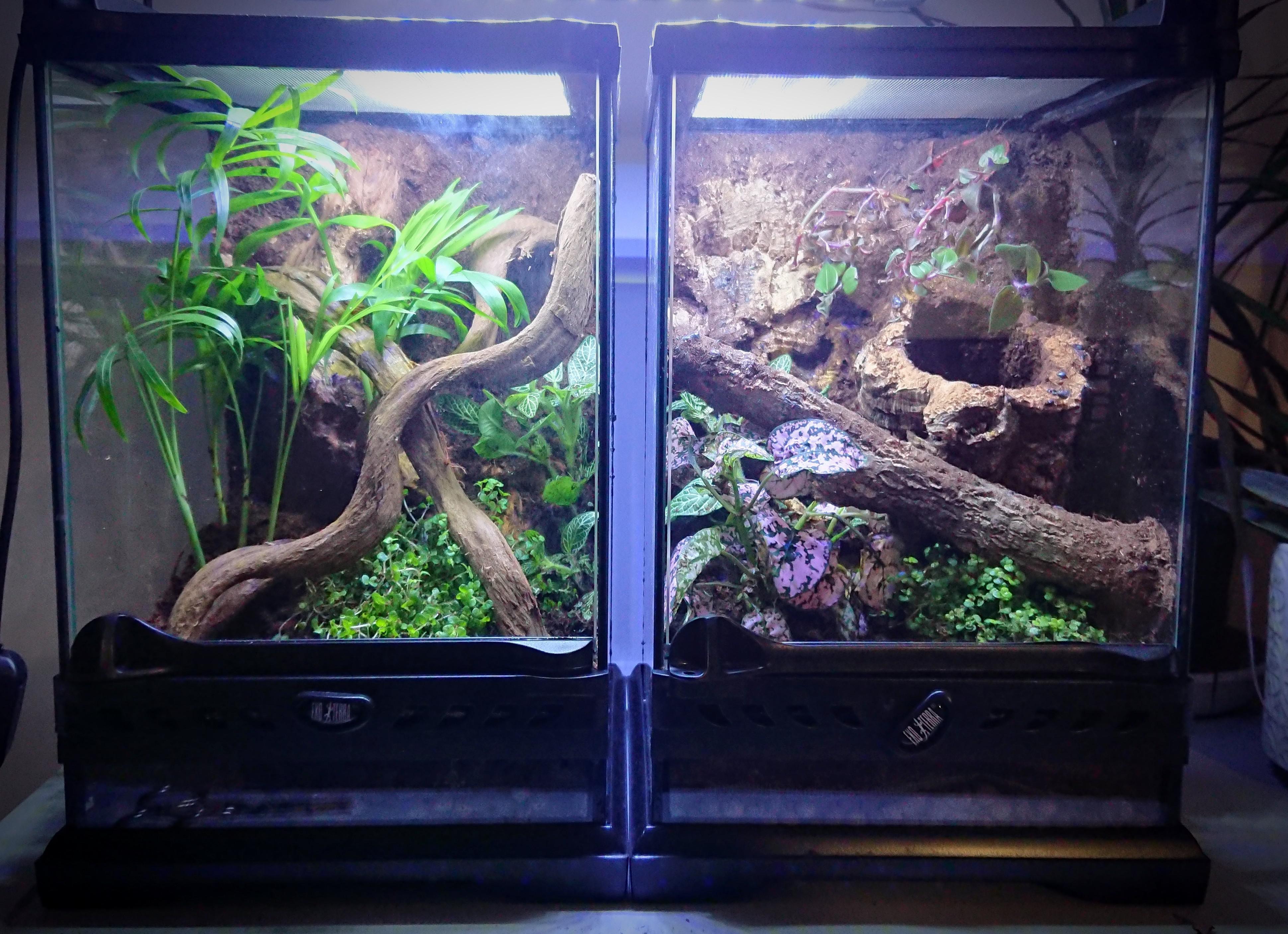 Jumping spider enclosure r/thedarkden