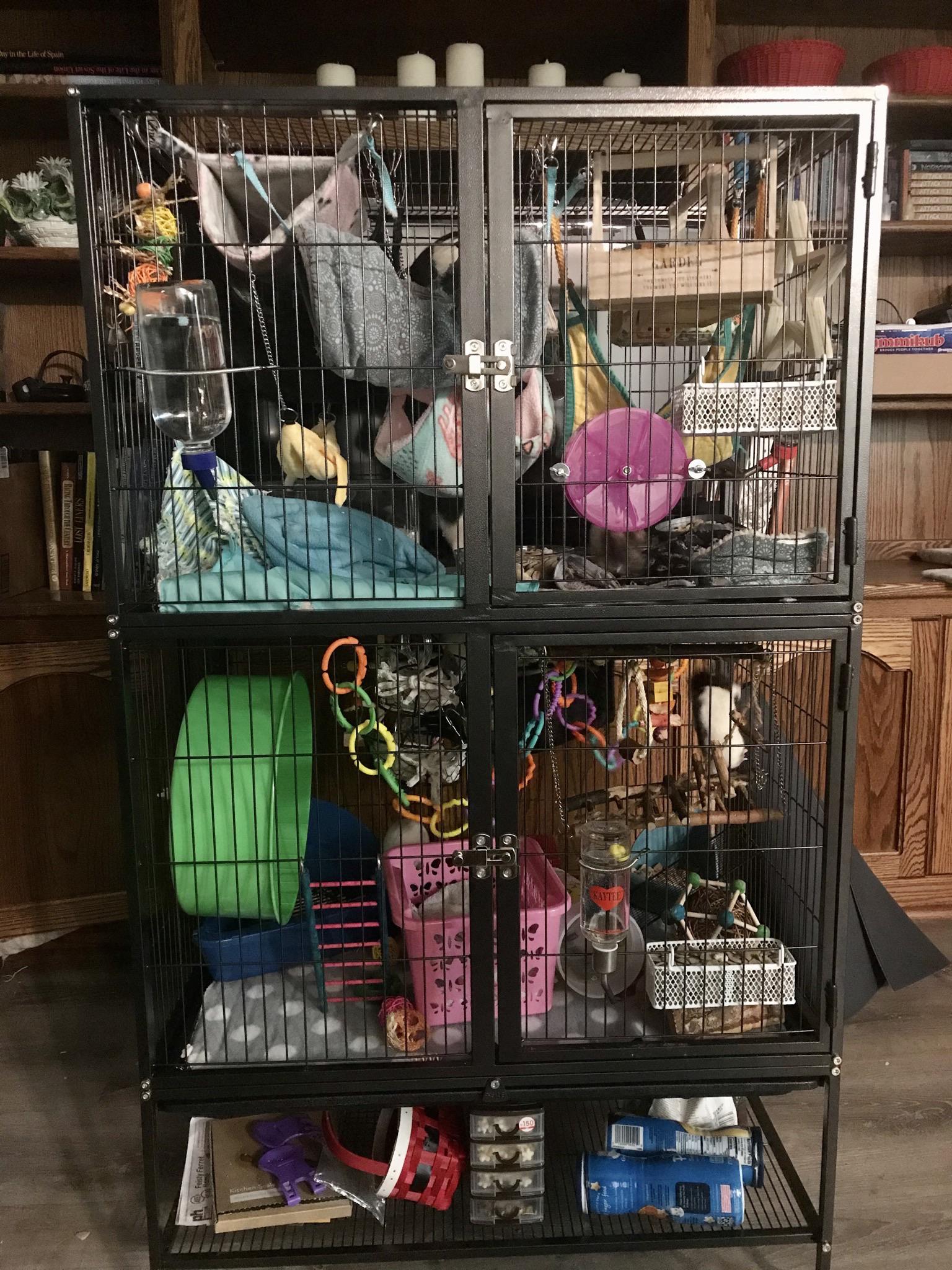 Newly cleaned cage r/RATS