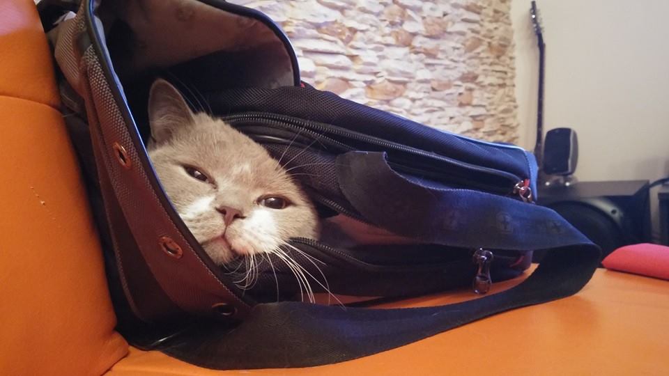 My cat loves getting inside my laptop bag. r/aww