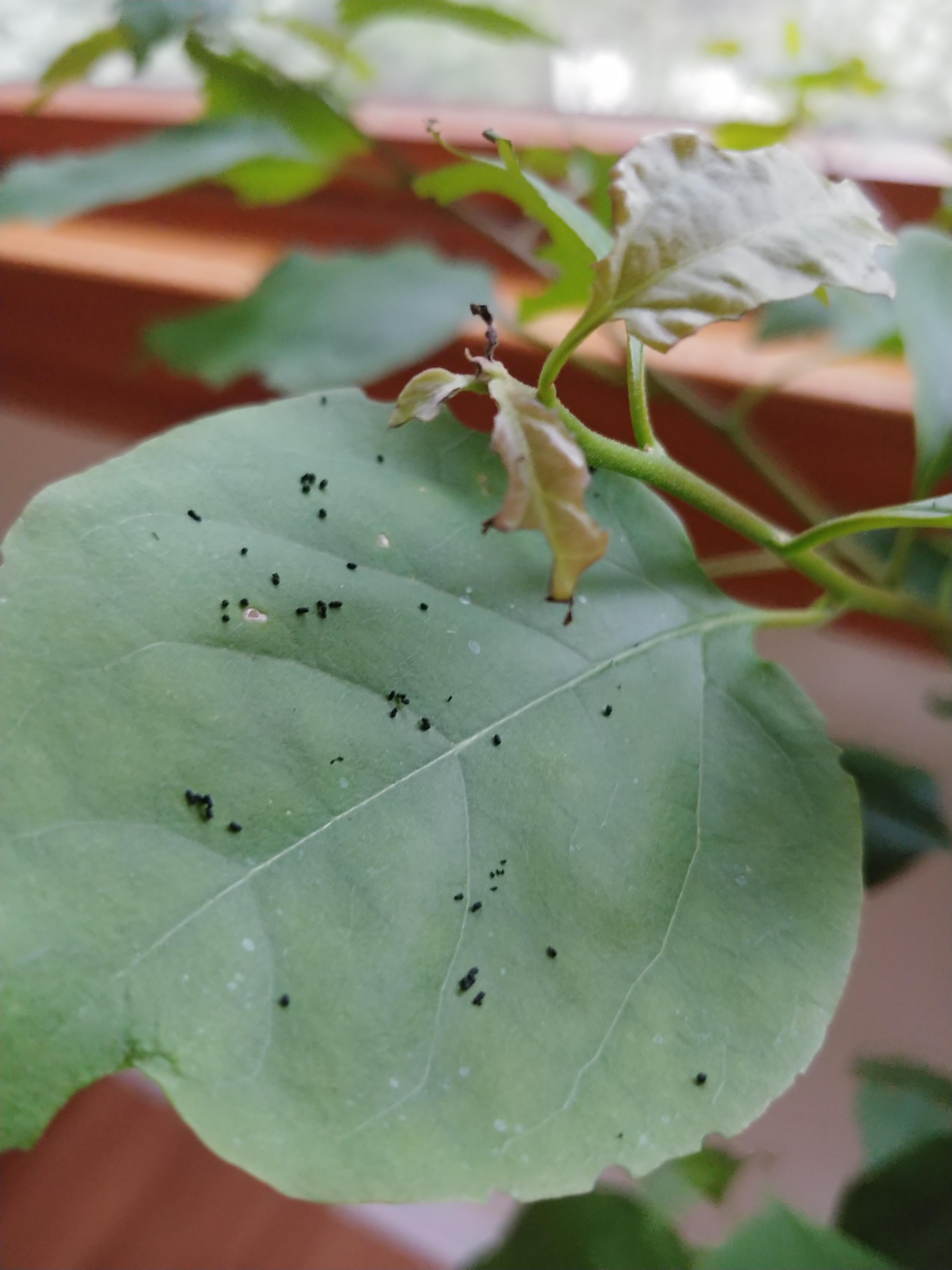After bring in my bougainvillea for the winter I'm noticing black dots
