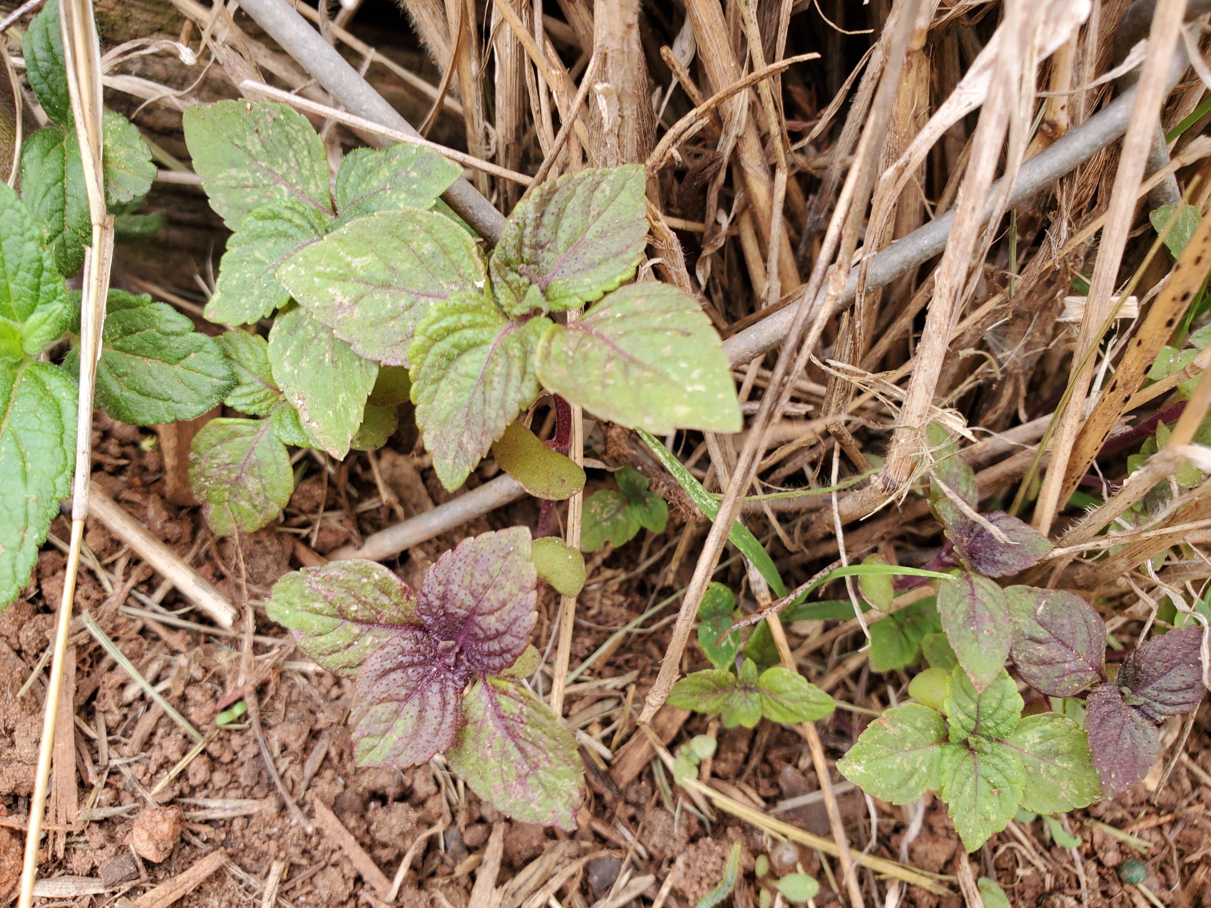 Was growing next to a peony I transplanted from my backyard. Anyone