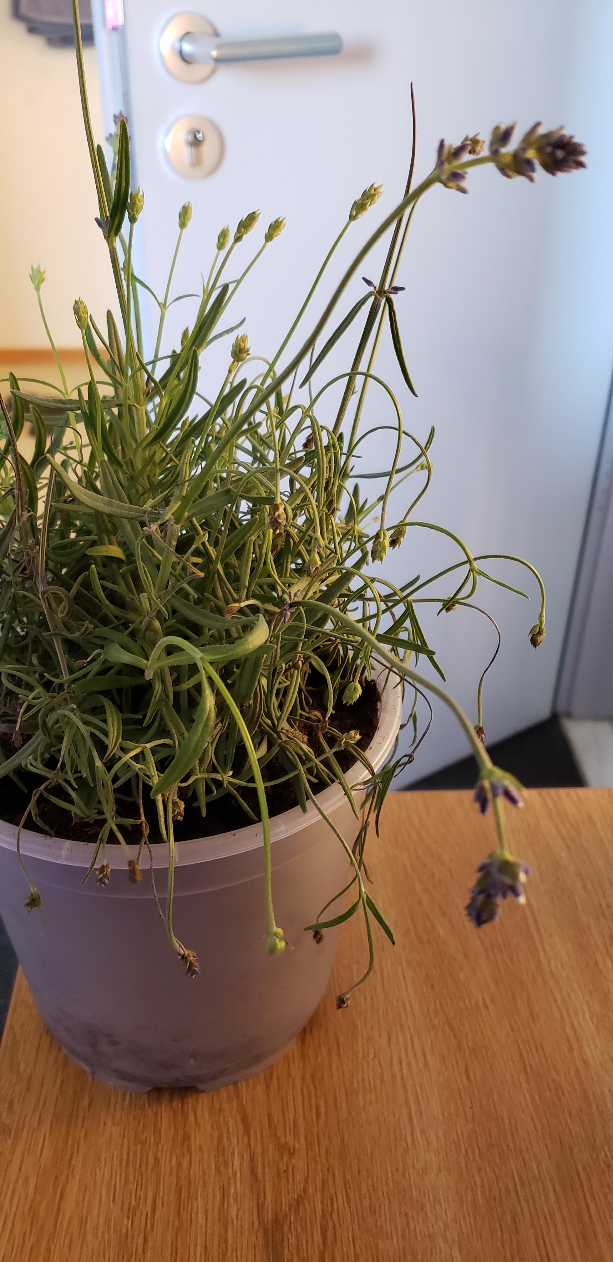 Droopy lavender. More in the comments r/plantclinic