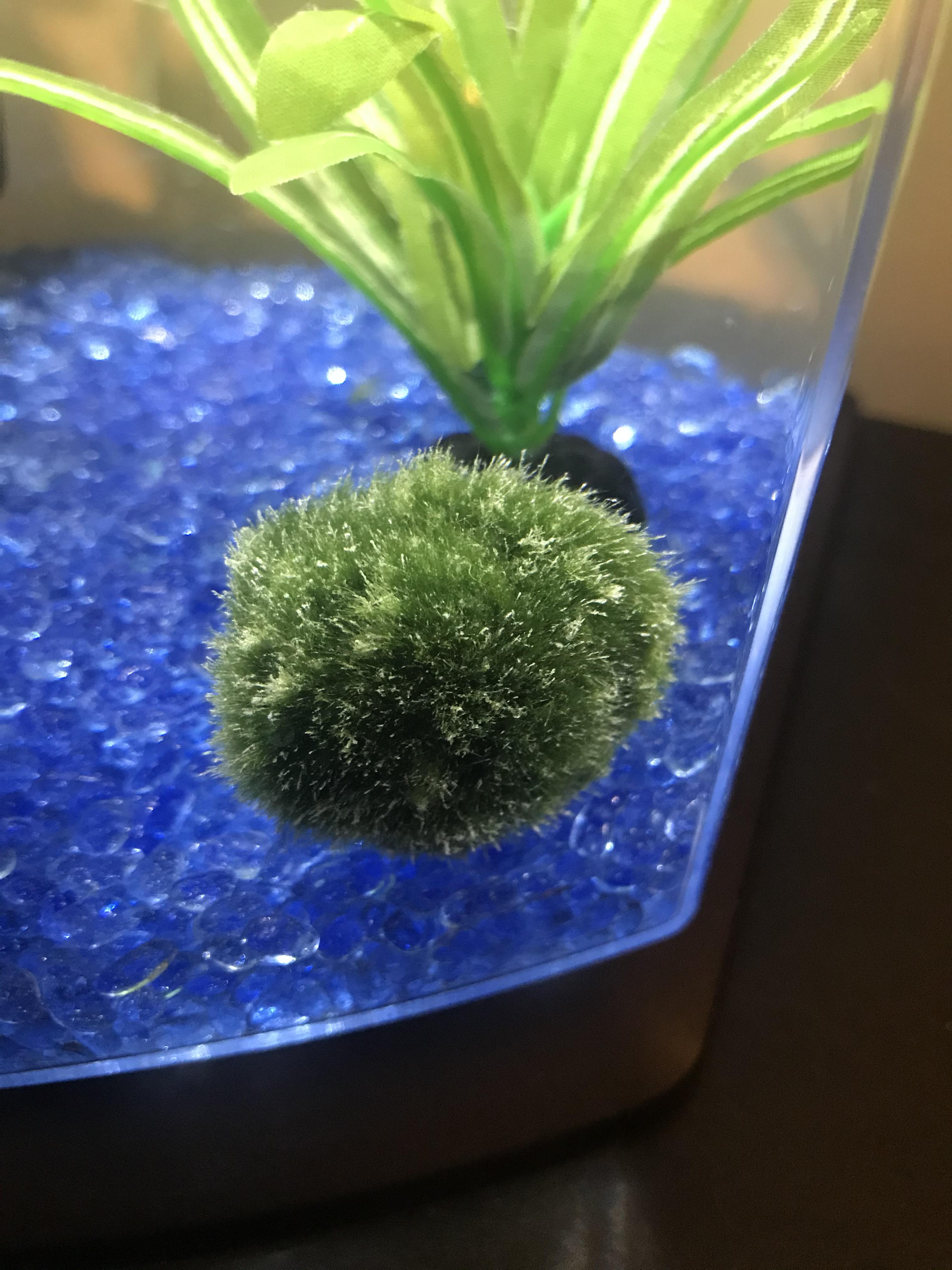 Help! Why do my Marimo moss balls look like this? Can they be saved