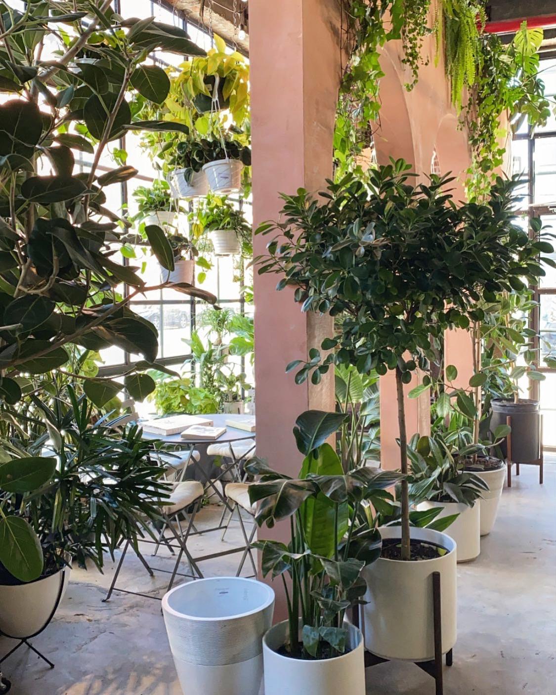 Took a trip to my favorite nursery in all of Brooklyn today!