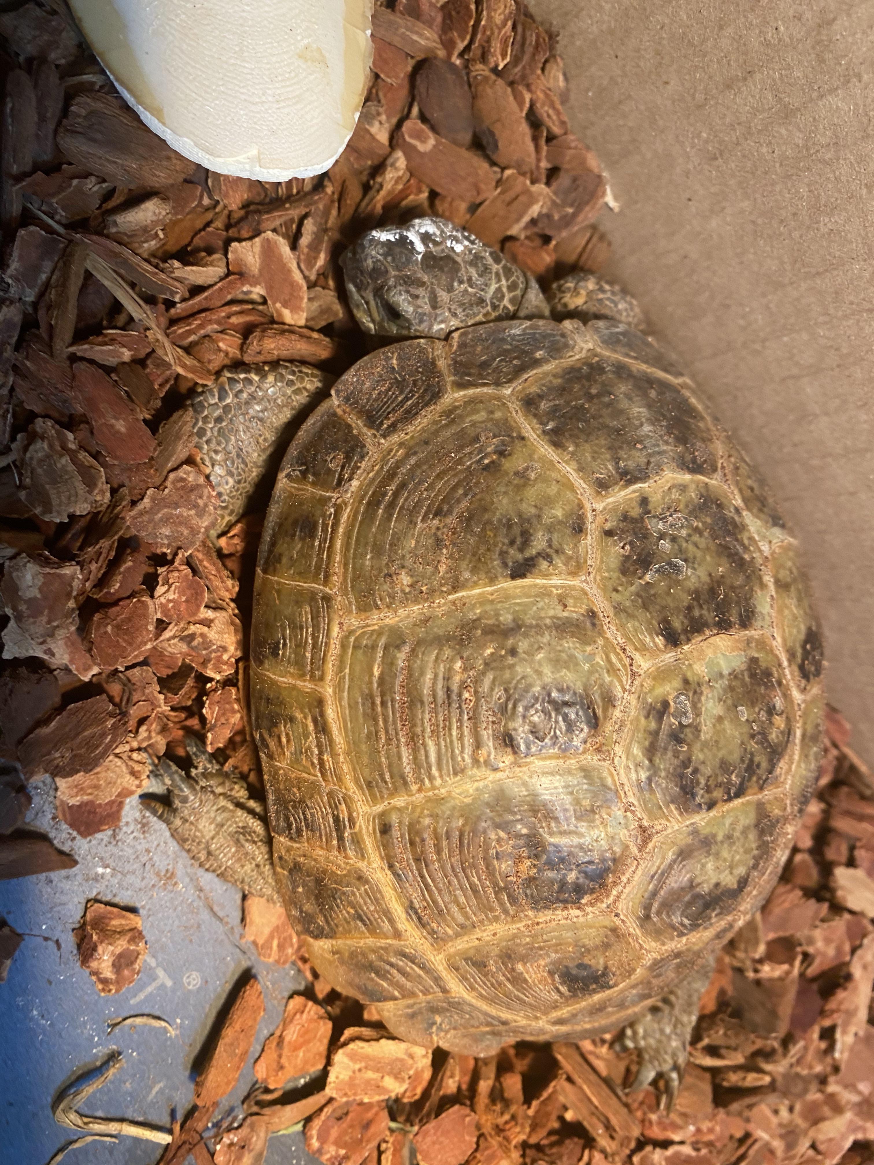 Billy since my bf got him from PetSmart he has diarrhea and he is not