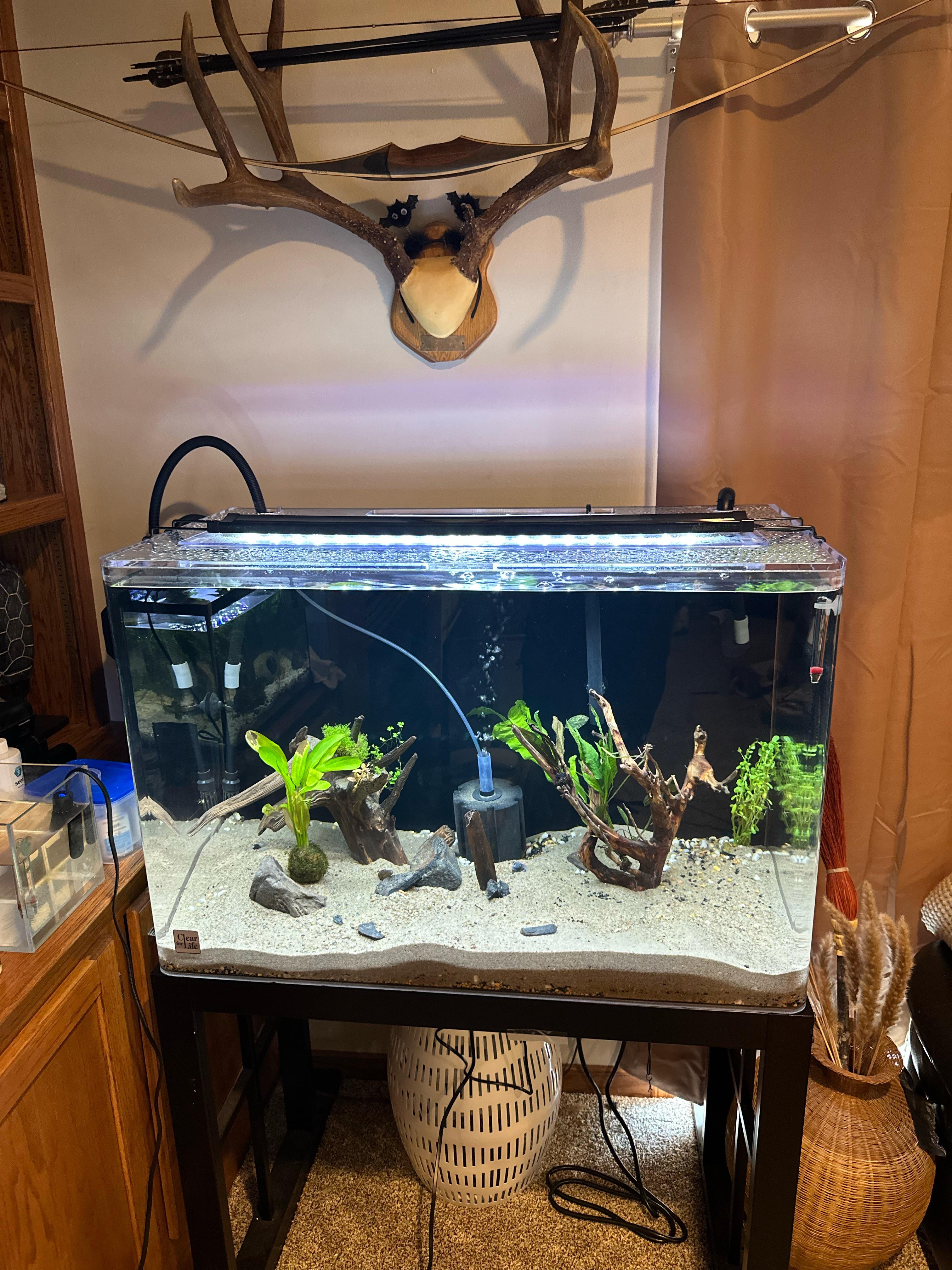 Stocking Ideas For A 29 Gallon Tank at Diane Bryant blog