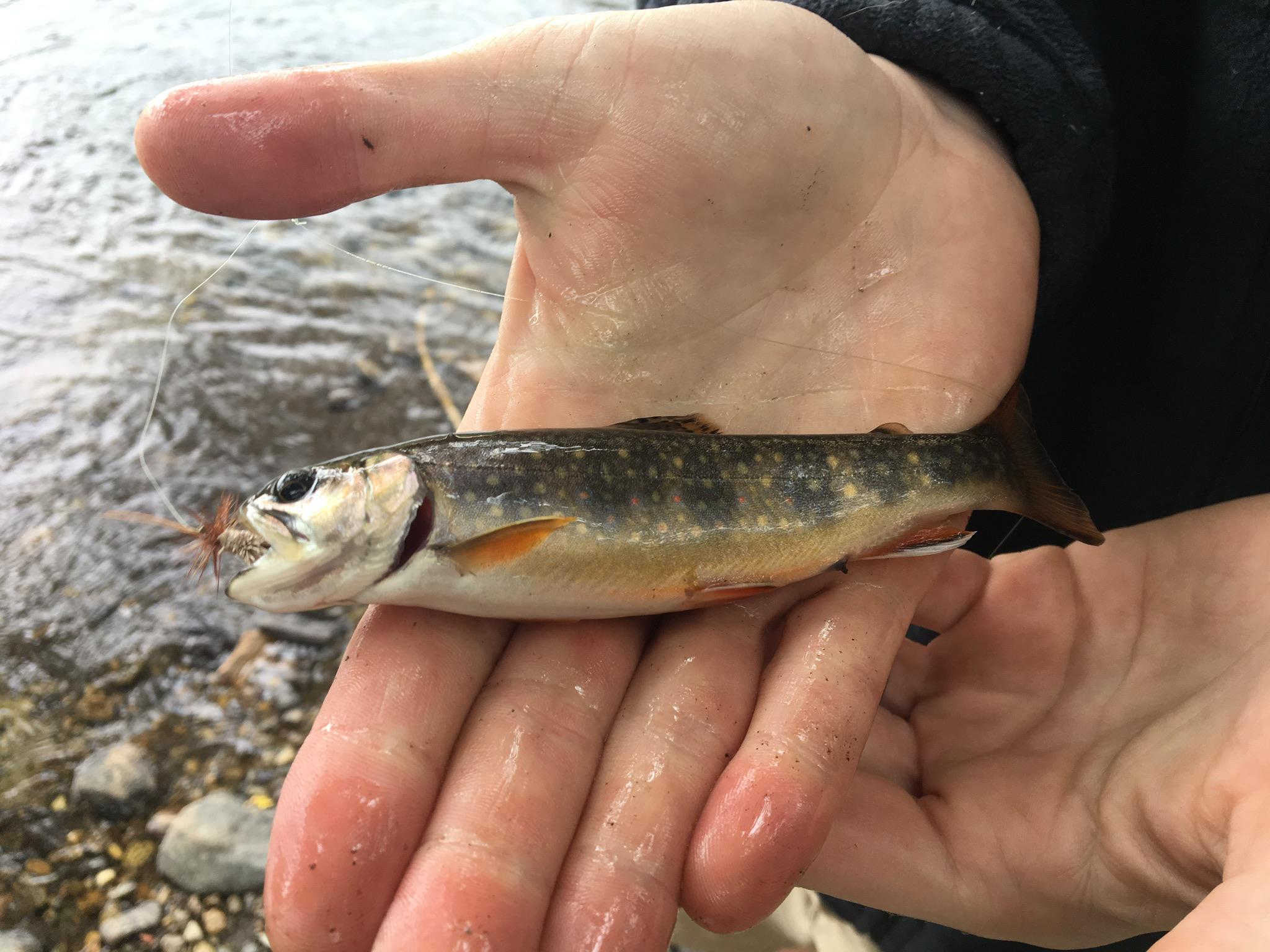 EarlySpring;Smith River, MT r/MicroFishing