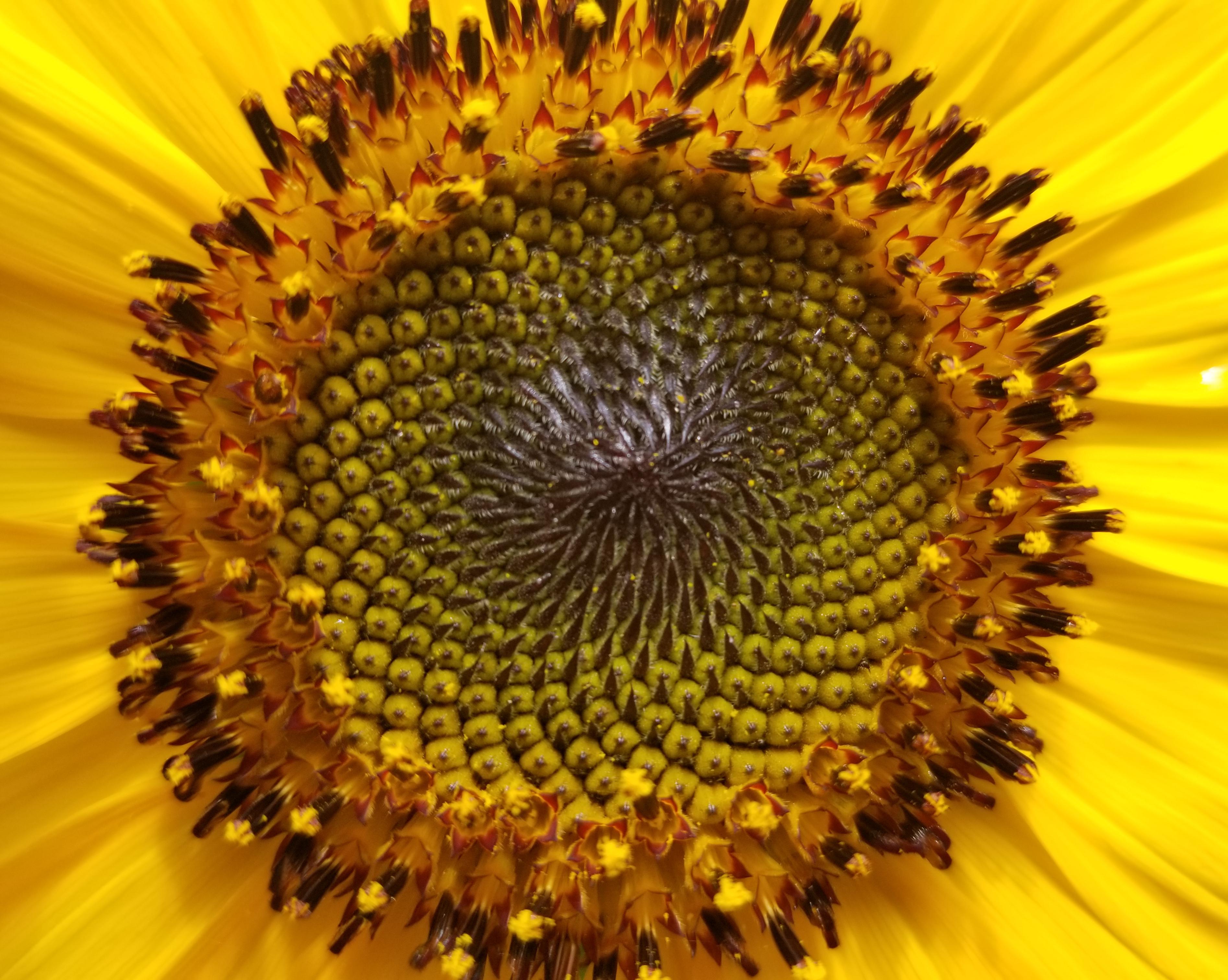 The progression of my sunflower's disc florets r/garden