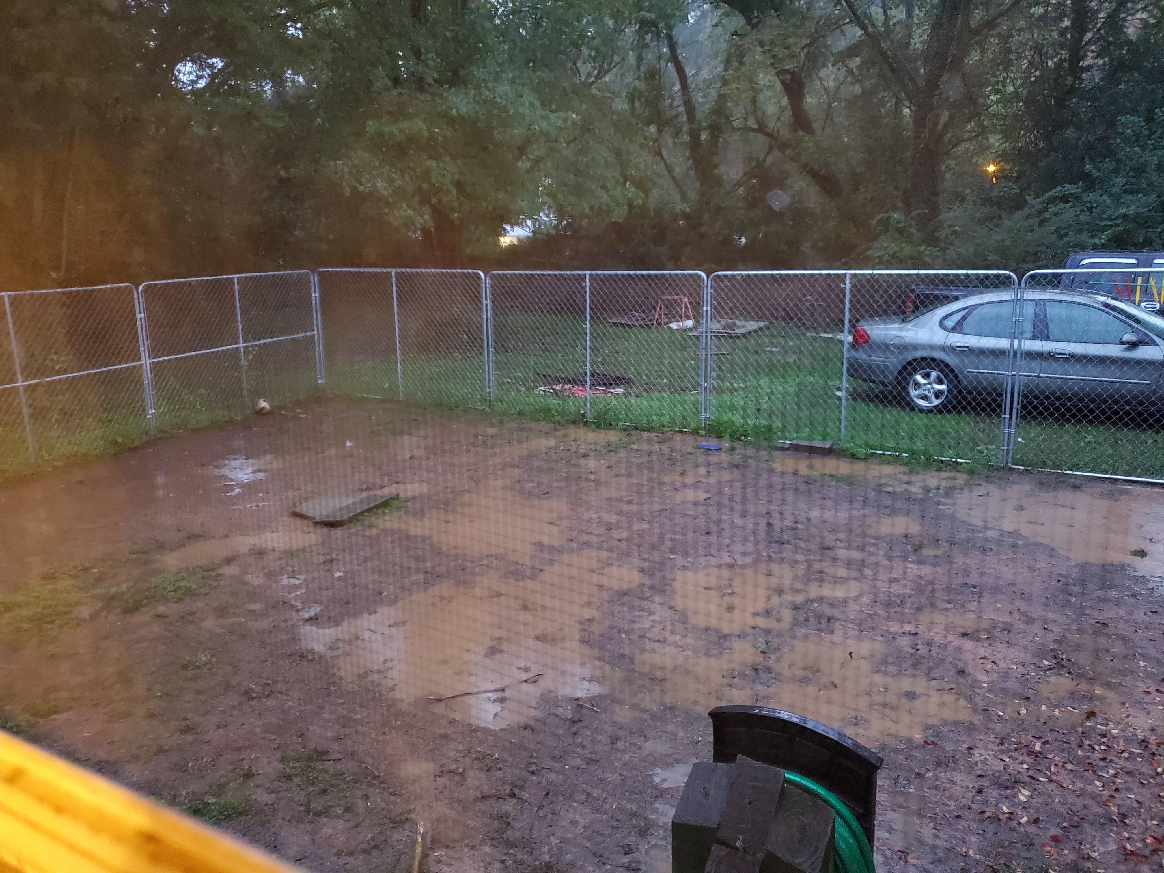 Help. No grass all mud and have 2 huge dogs that go in and out the