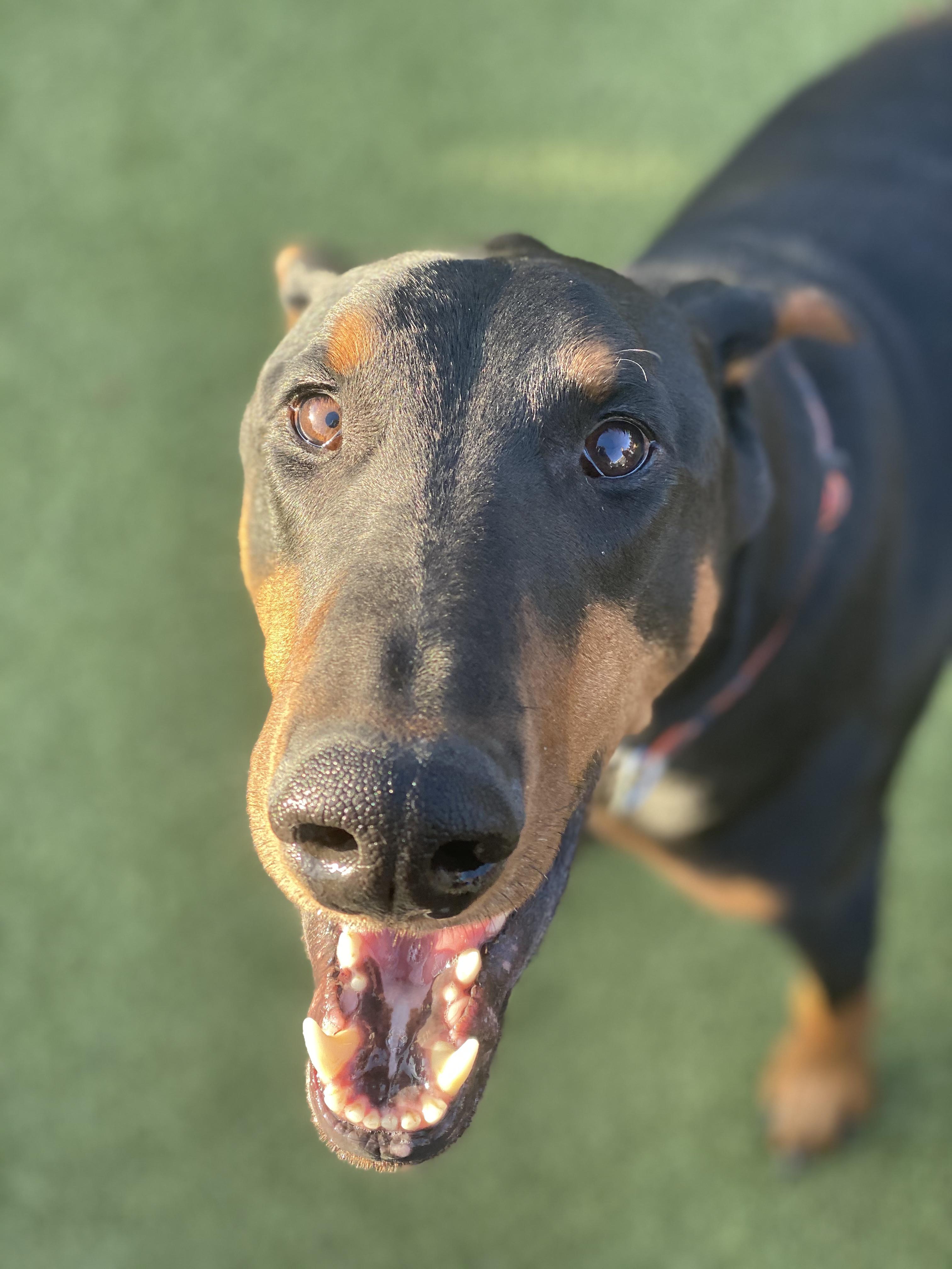 Metazoa Brewery dog park= Happy Jack indianapolis